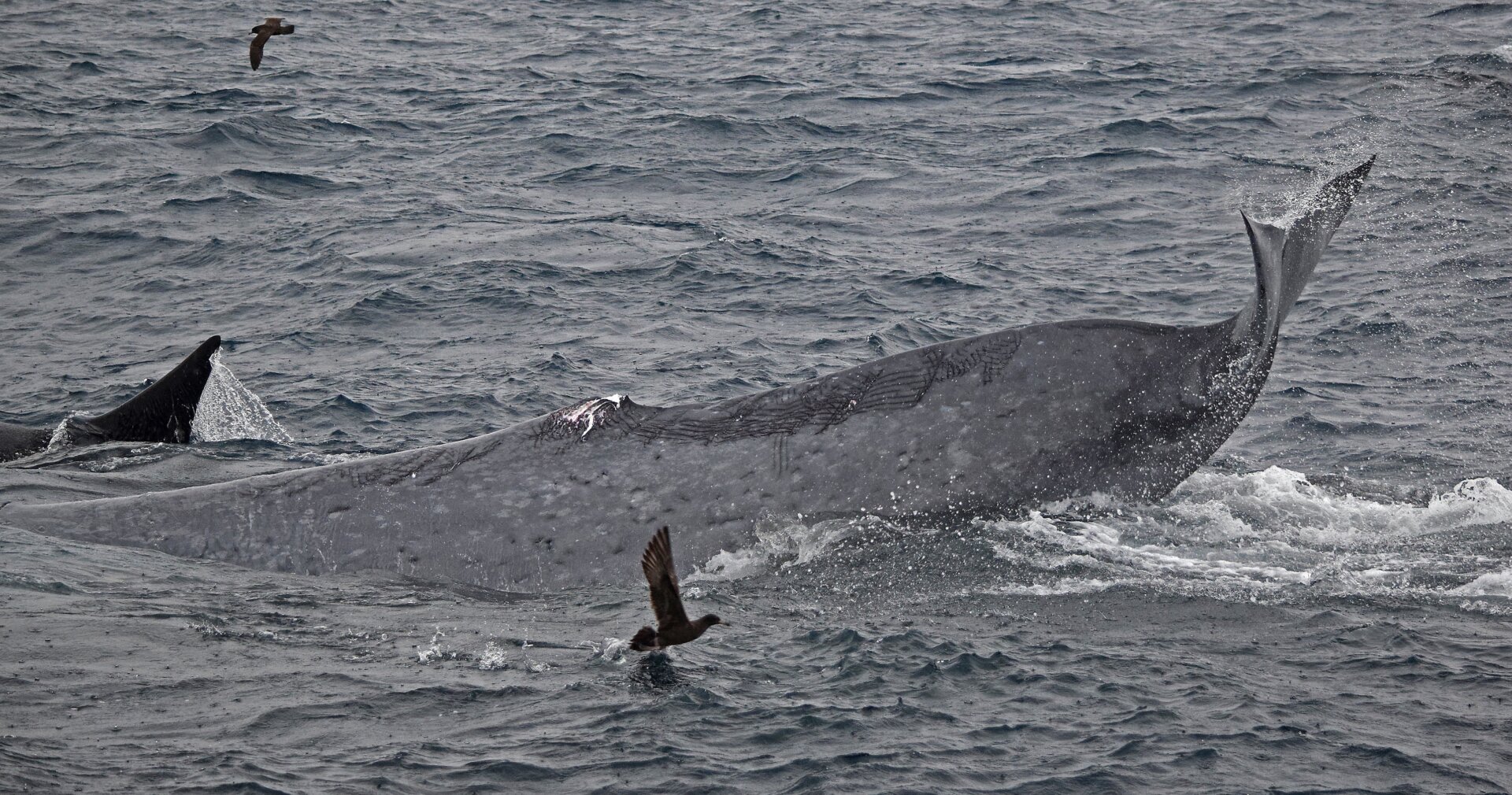 The orcas severed the adult blue whale’s dorsal fin.