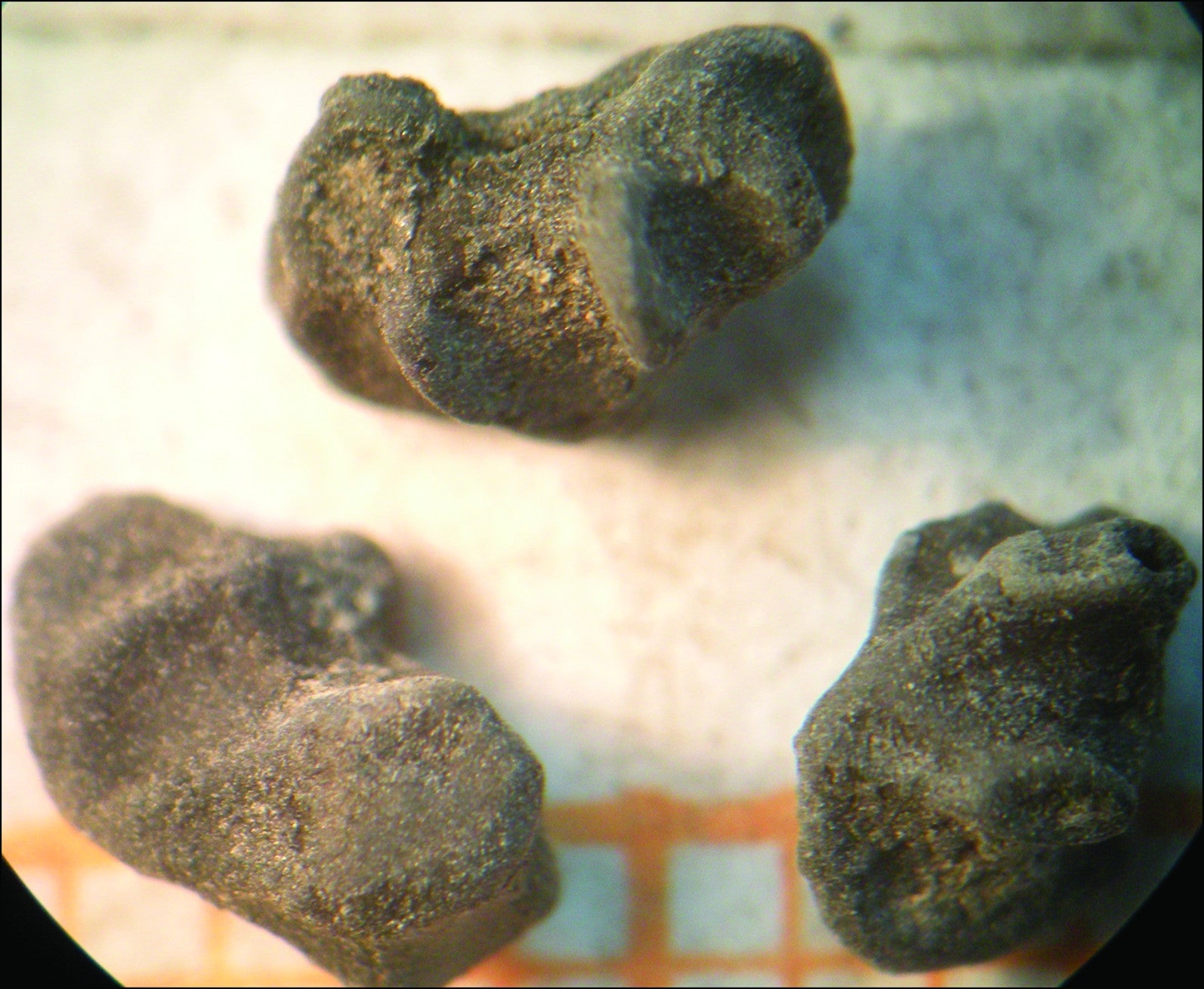 Carbonized molle drupes (fruits) used for making chicha. 