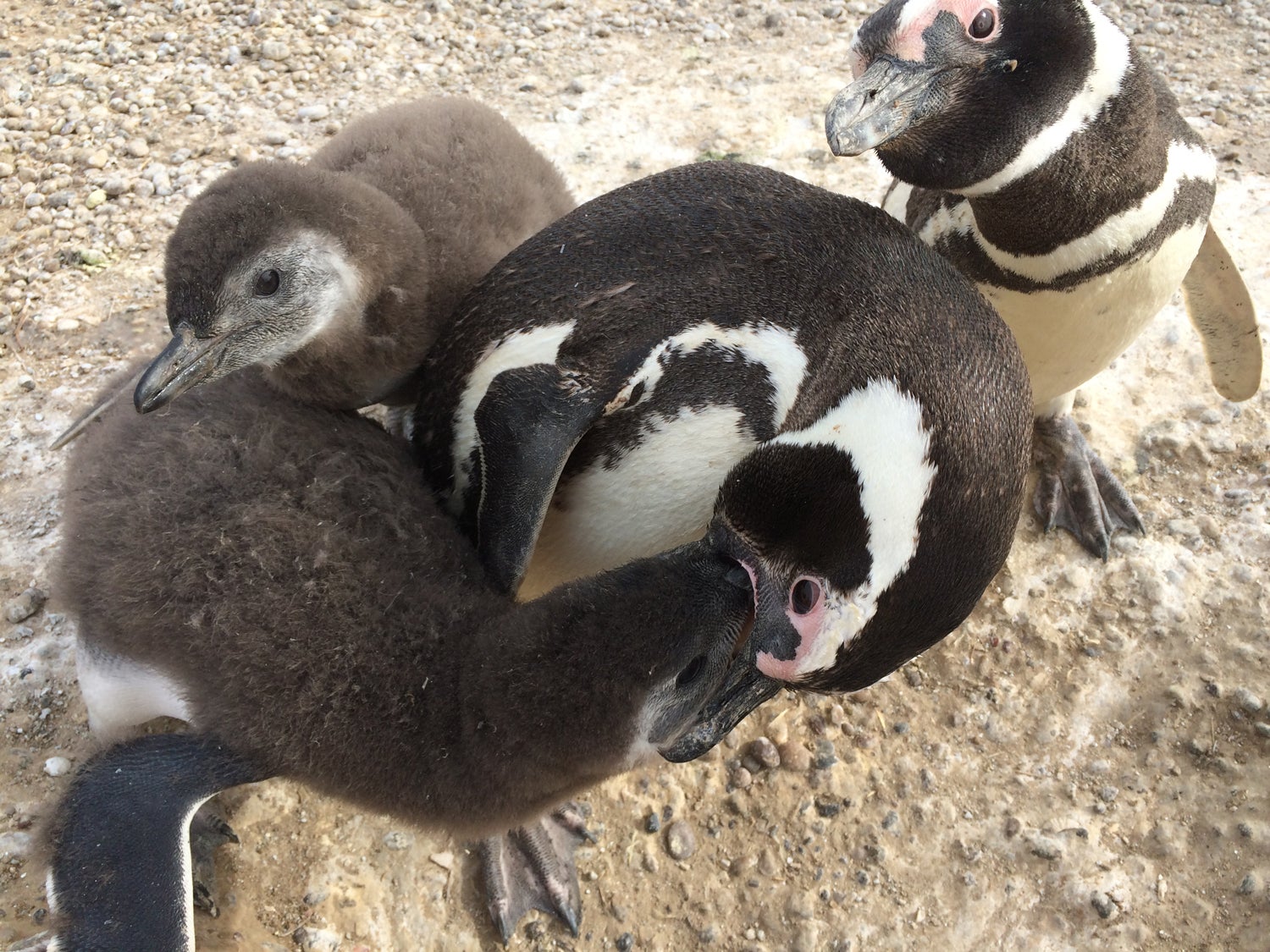 A Magellanic penguin feeds its chicks while its mate looks on. 