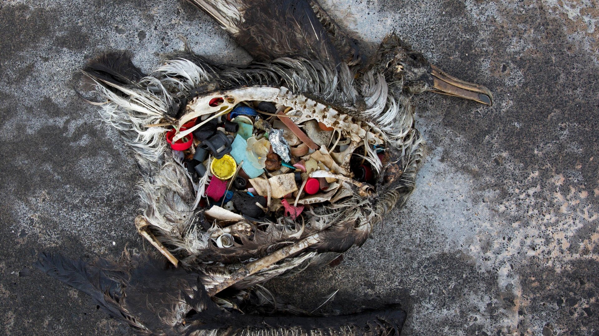 A black footed albatross chick with plastics in its stomach lies dead on Midway Atoll in the Northwestern Hawaiian Islands. The remote atoll sits amid a collection of manmade debris called the Great Pacific Garbage Patch.