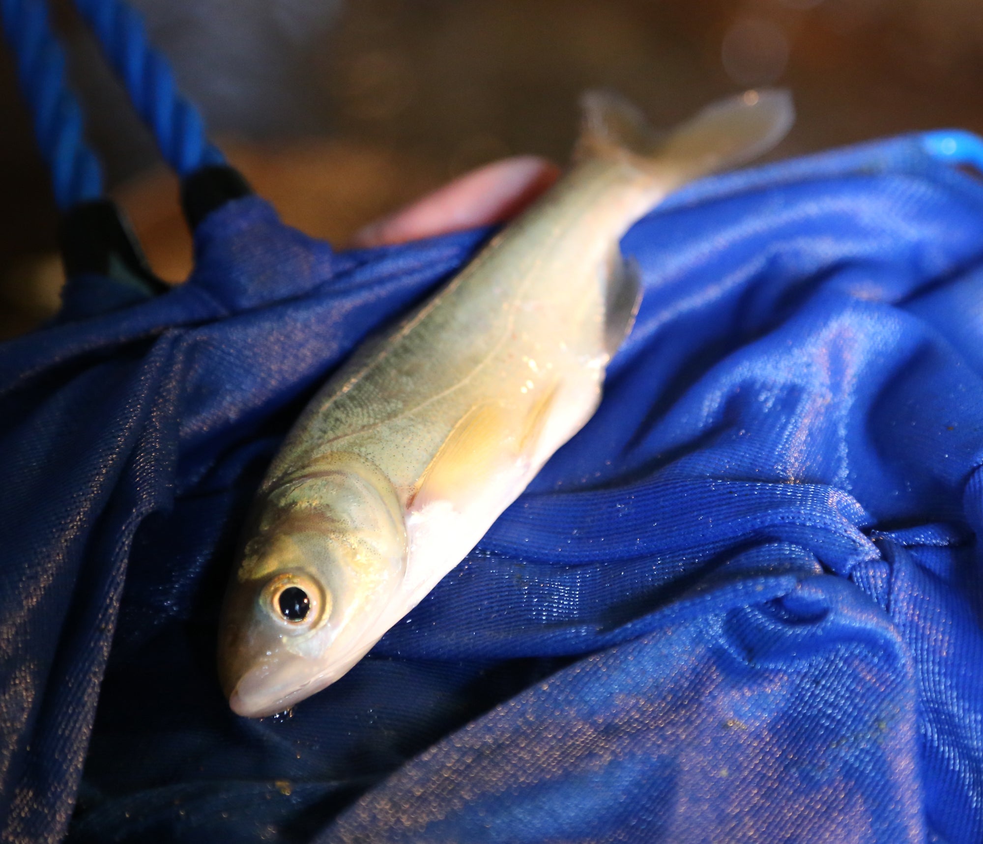 A 1-year-old bighead carp.