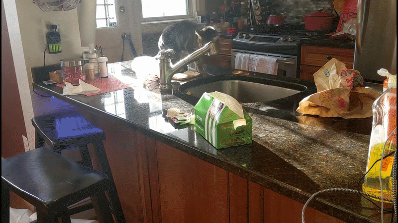 The predator stalks his prey.