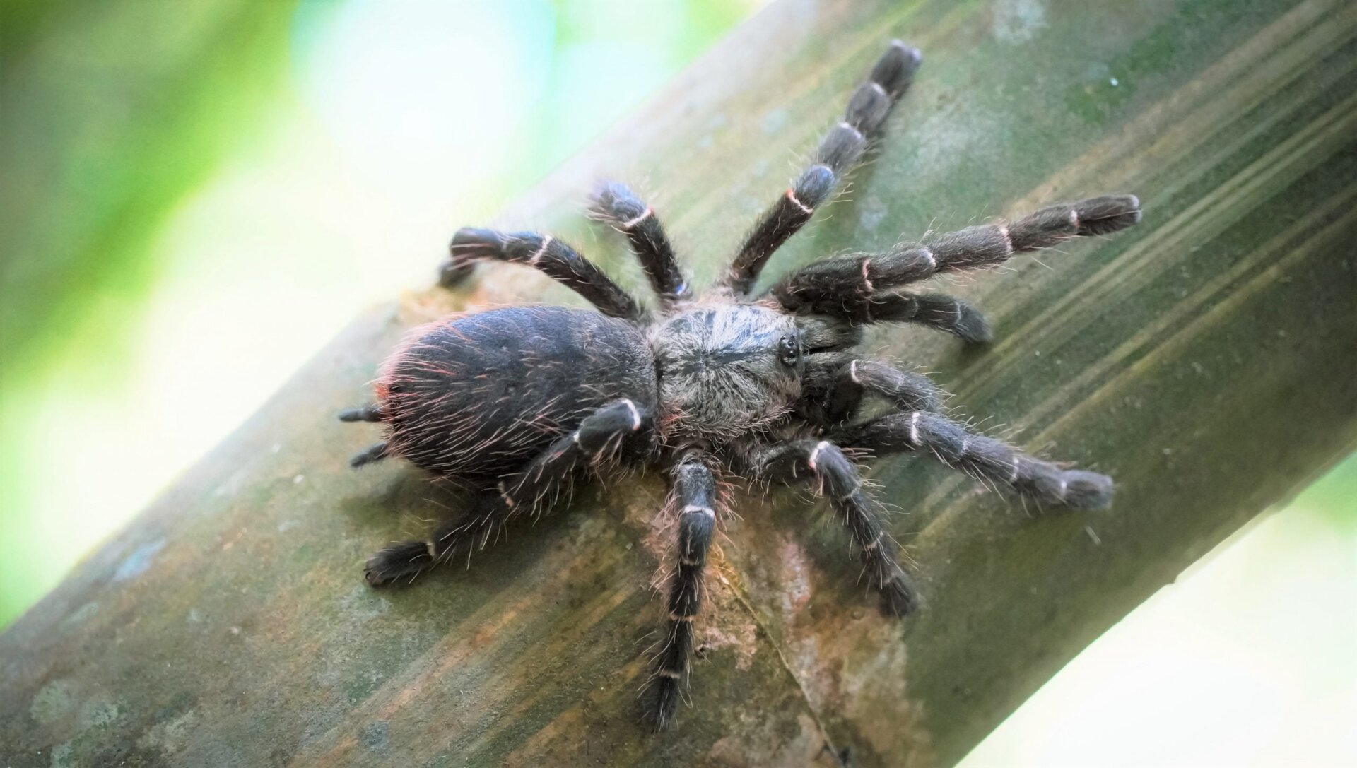 The tarantula Taksinus bambus in its habitat. 