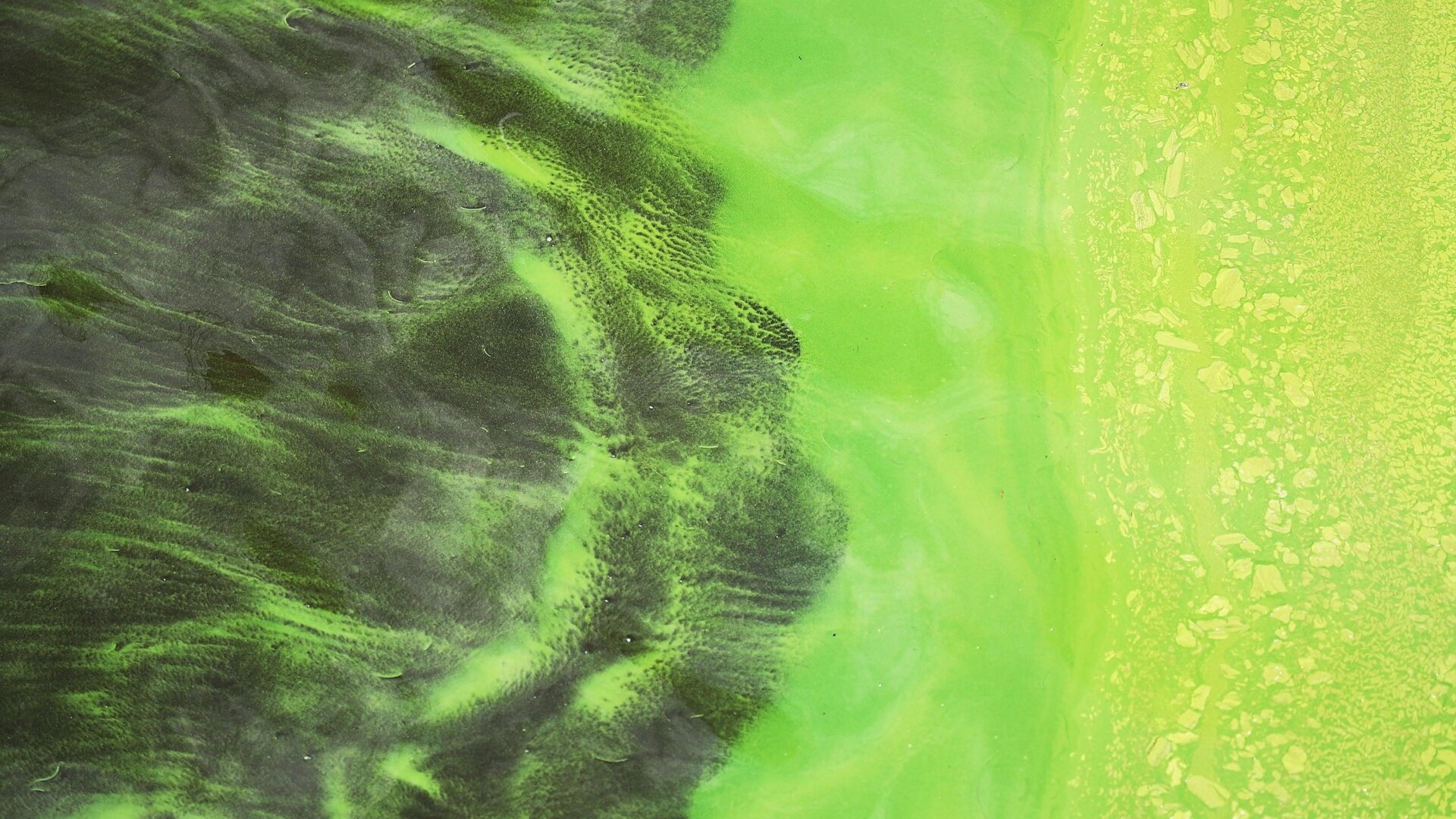 Green algae blooms are seen at the Port Mayaca Lock and Dam on Lake Okeechobee in 2018.
