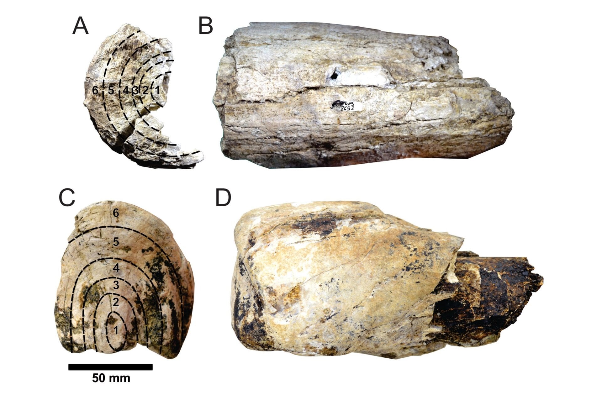 The two partial tusks Mário Dantas and his team sampled for isotopic analyses.