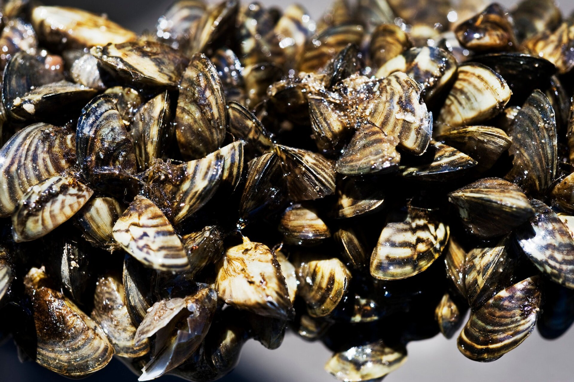 Zebra mussels clustered on a small tree branch.