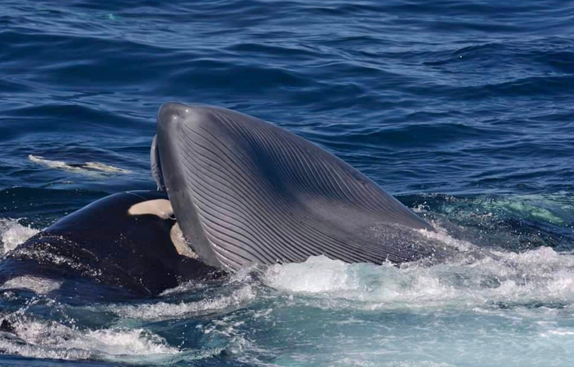 An orca feasting on the blue whale’s tongue.