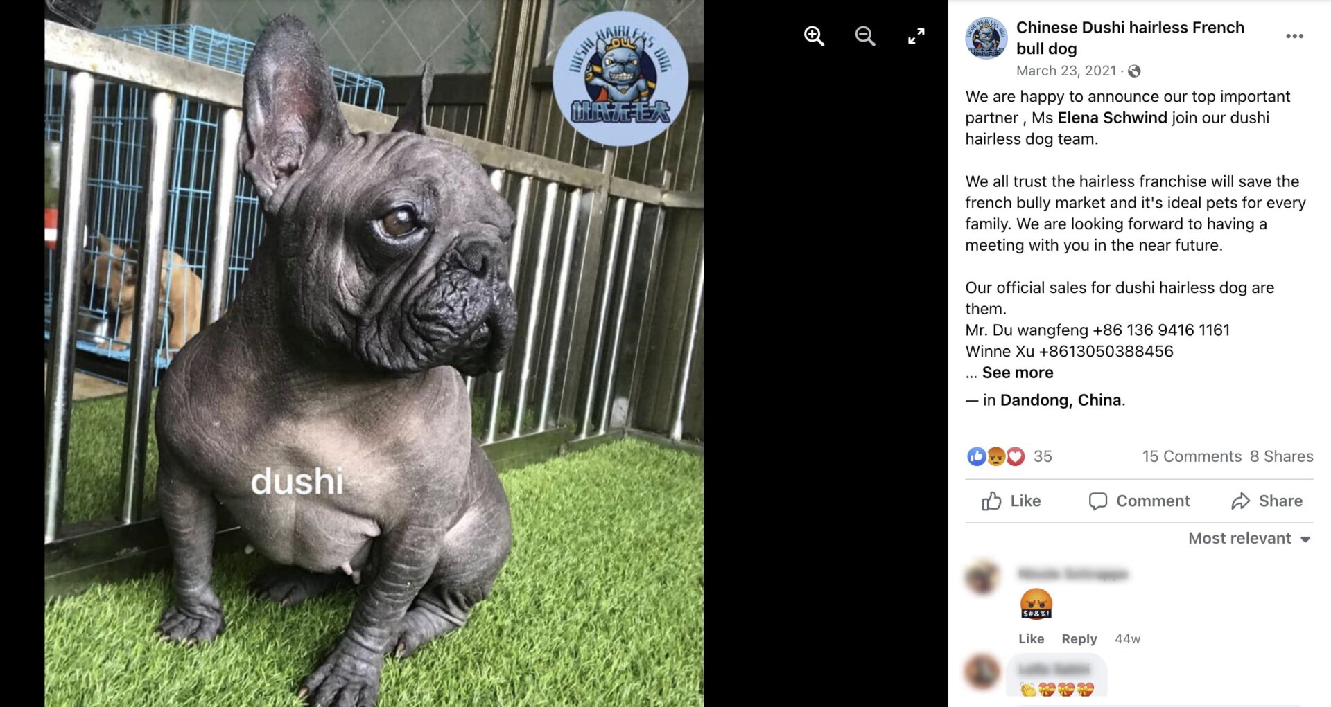 A Facebook post about a hairless French bulldog