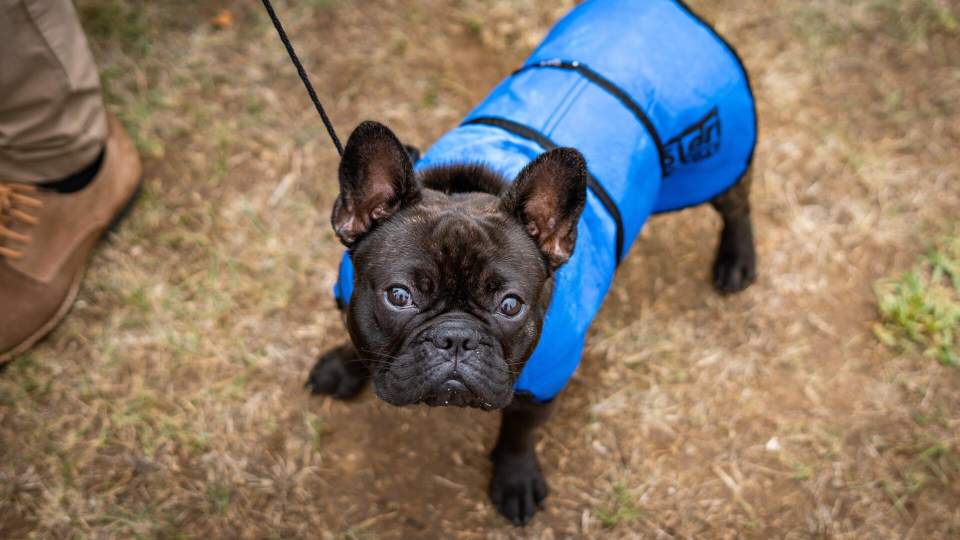 A French bulldog in action during the 38th National Dog Show of Sintra and 36th International Canine Exhibition in Lisbon.