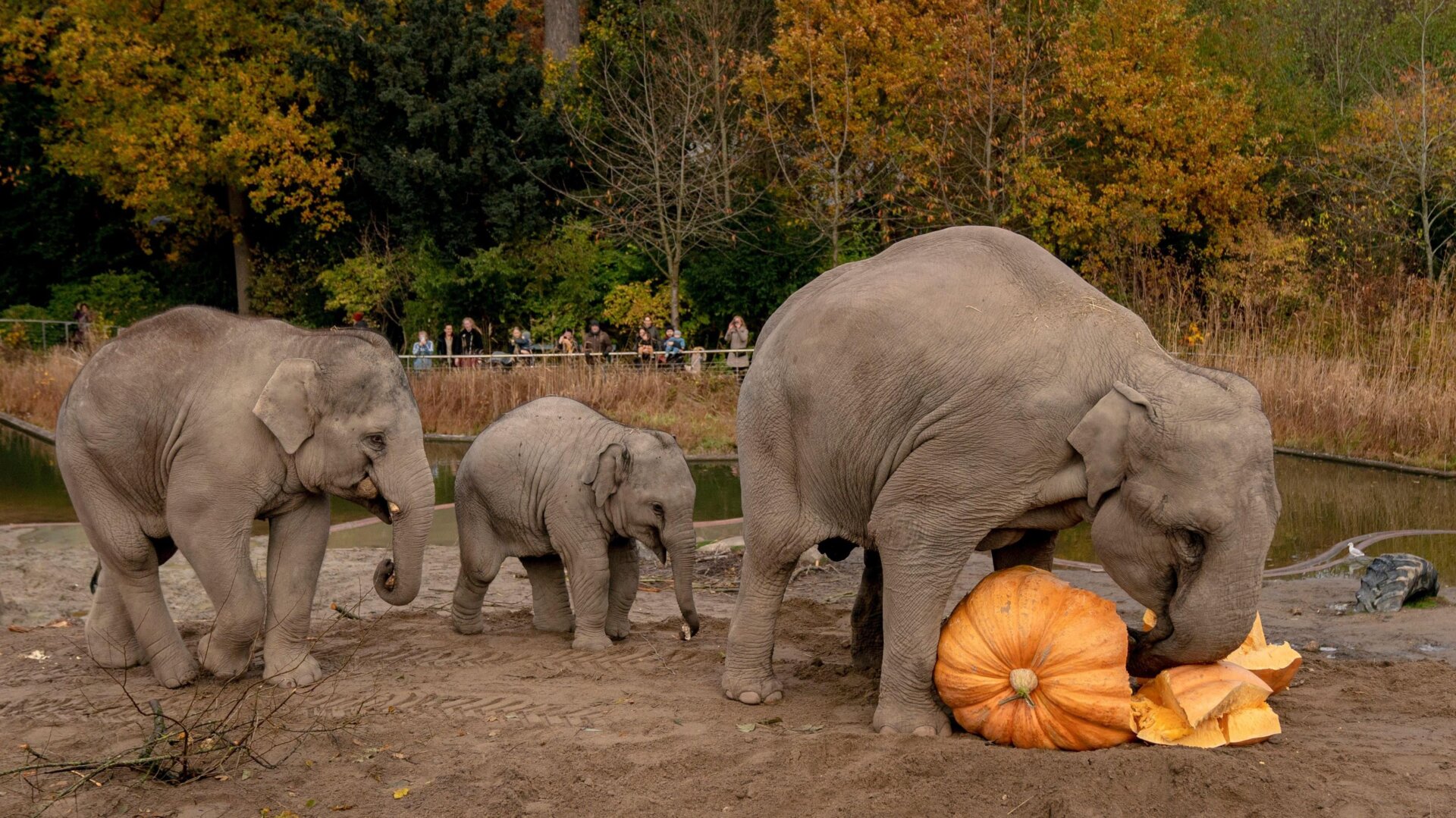 Elephants at the Copenhagen Zoo in November 2021.