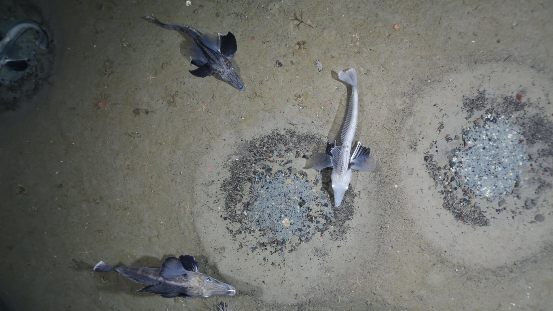 Several icefish congregate around a nest.