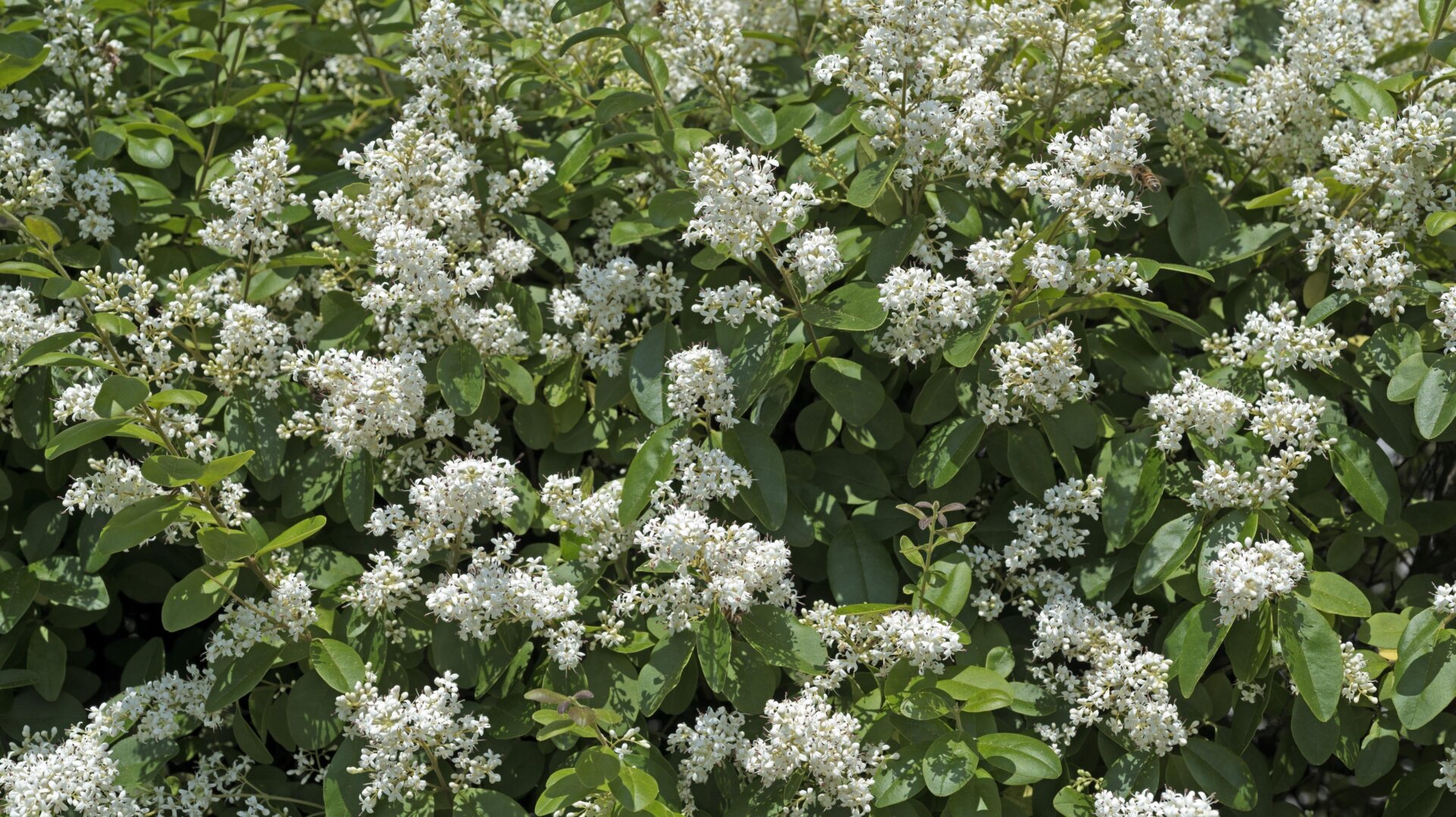 Privet flowers.