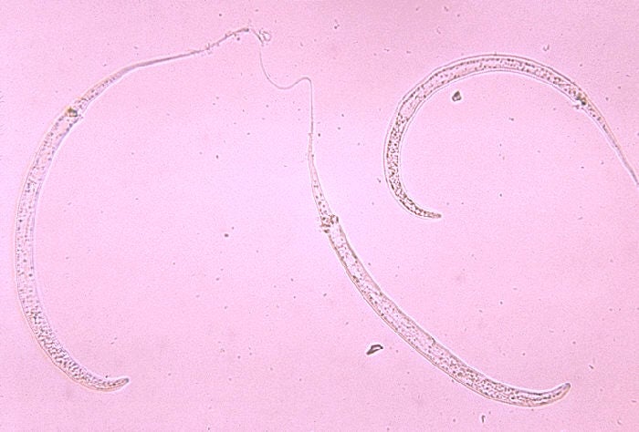Dracunculus medinensis larvae