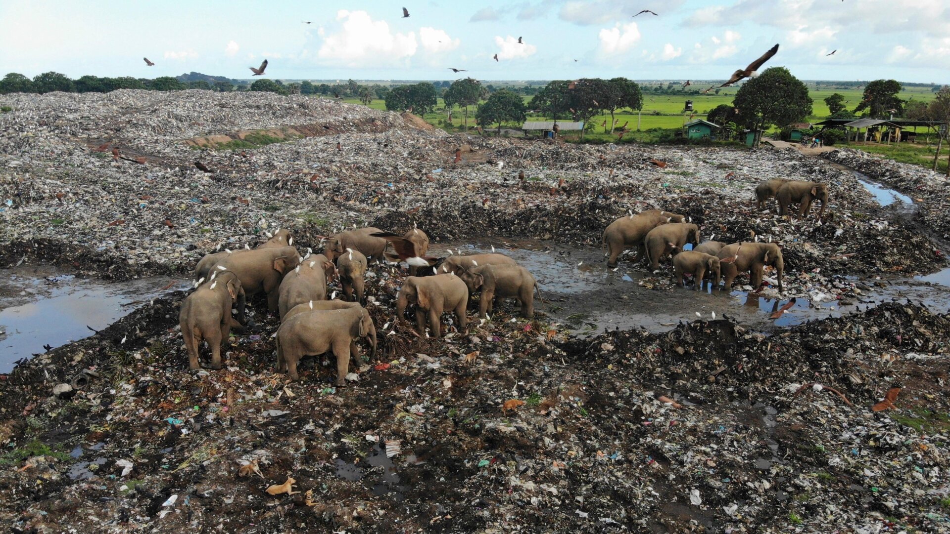Wild elephants scavenge for food at an open landfill in Pallakkadu, Sri Lanka, on Jan. 6, 2022.