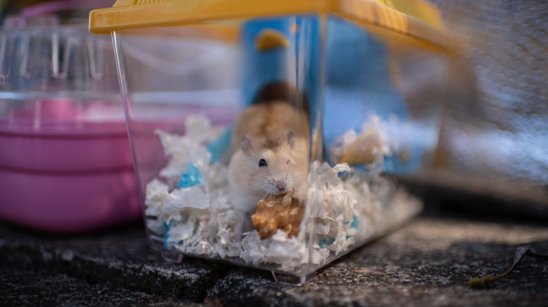 A hamster sits in a cage in Hong Kong on January 20, 2022.