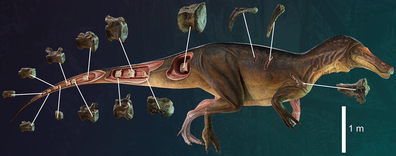 Diagram showing some of the recovered fossils and the body shape of the new spinosaur, named  Iberospinus natarioi.