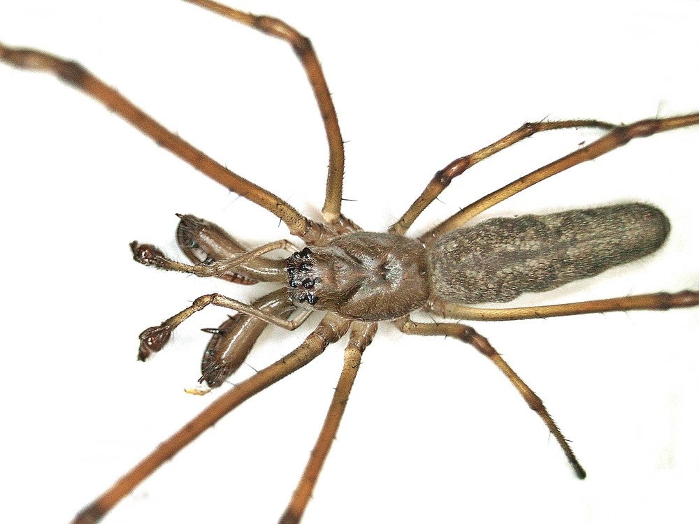 Tetragnatha nigrita, a long-jawed orb weaver species similar to the one encountered on Kooragang Island in 2020.