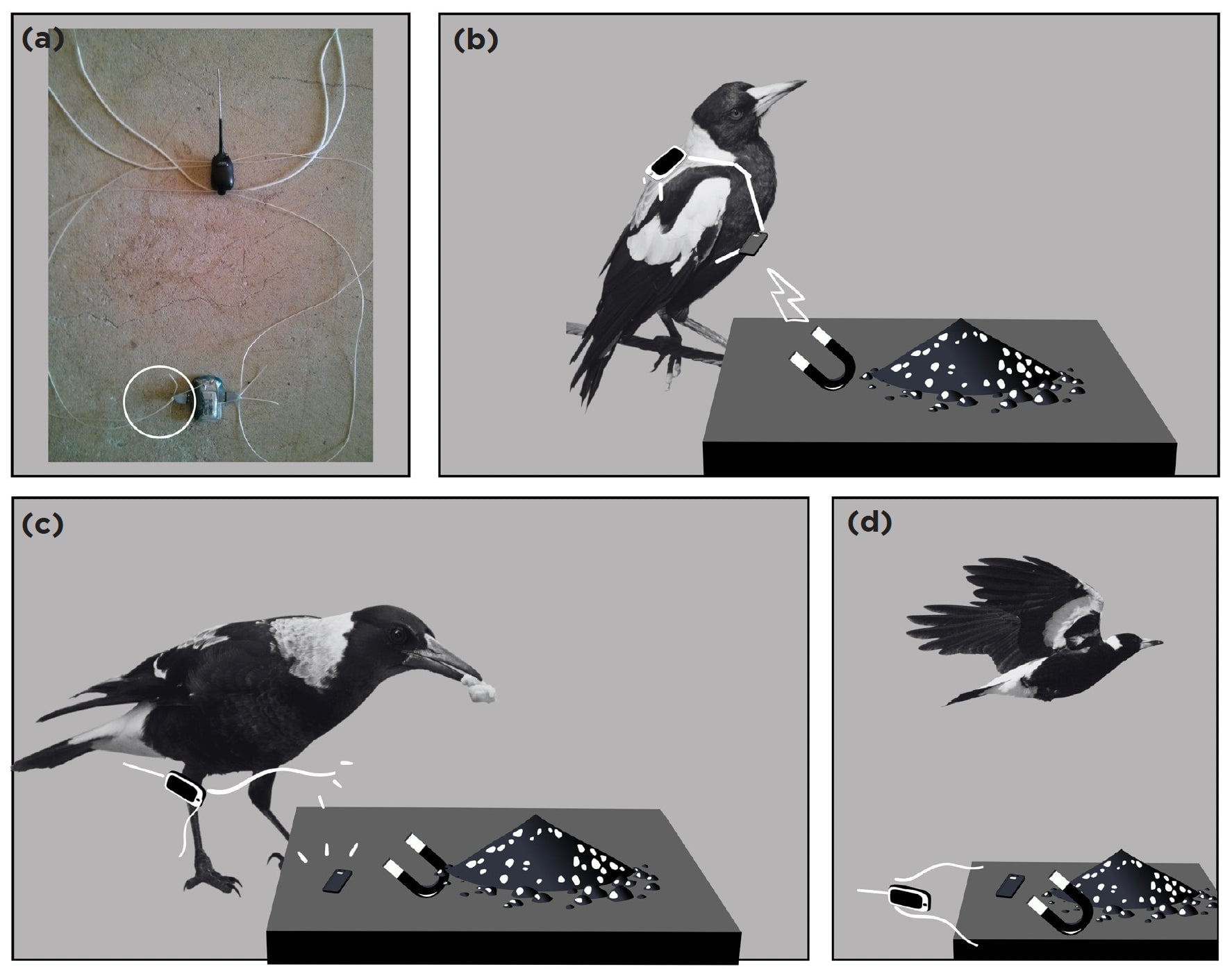 (a) The harness and tracker, (b)-(d) diagrams showing how the harness detaches through contact with a magnet.