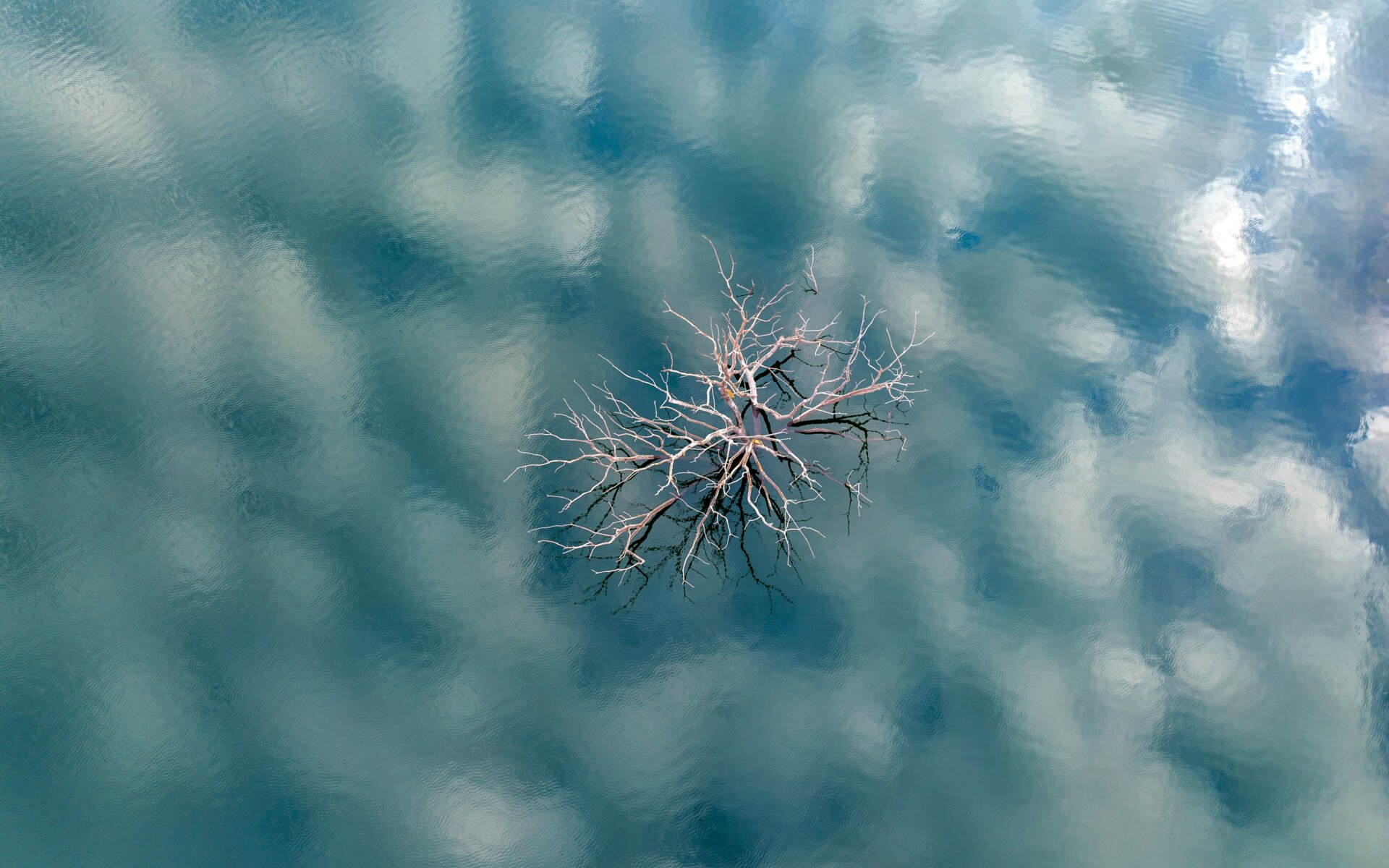 A tree is newly visible due to drought at the Lindoso reservoir.