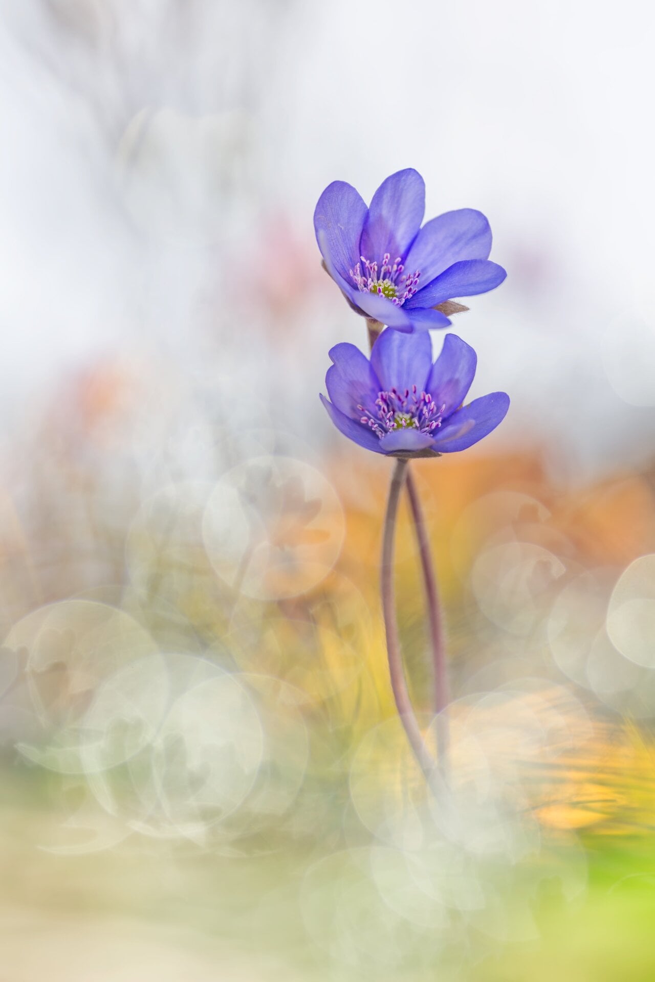 Photo: © Henrik Spranz | cupoty.com