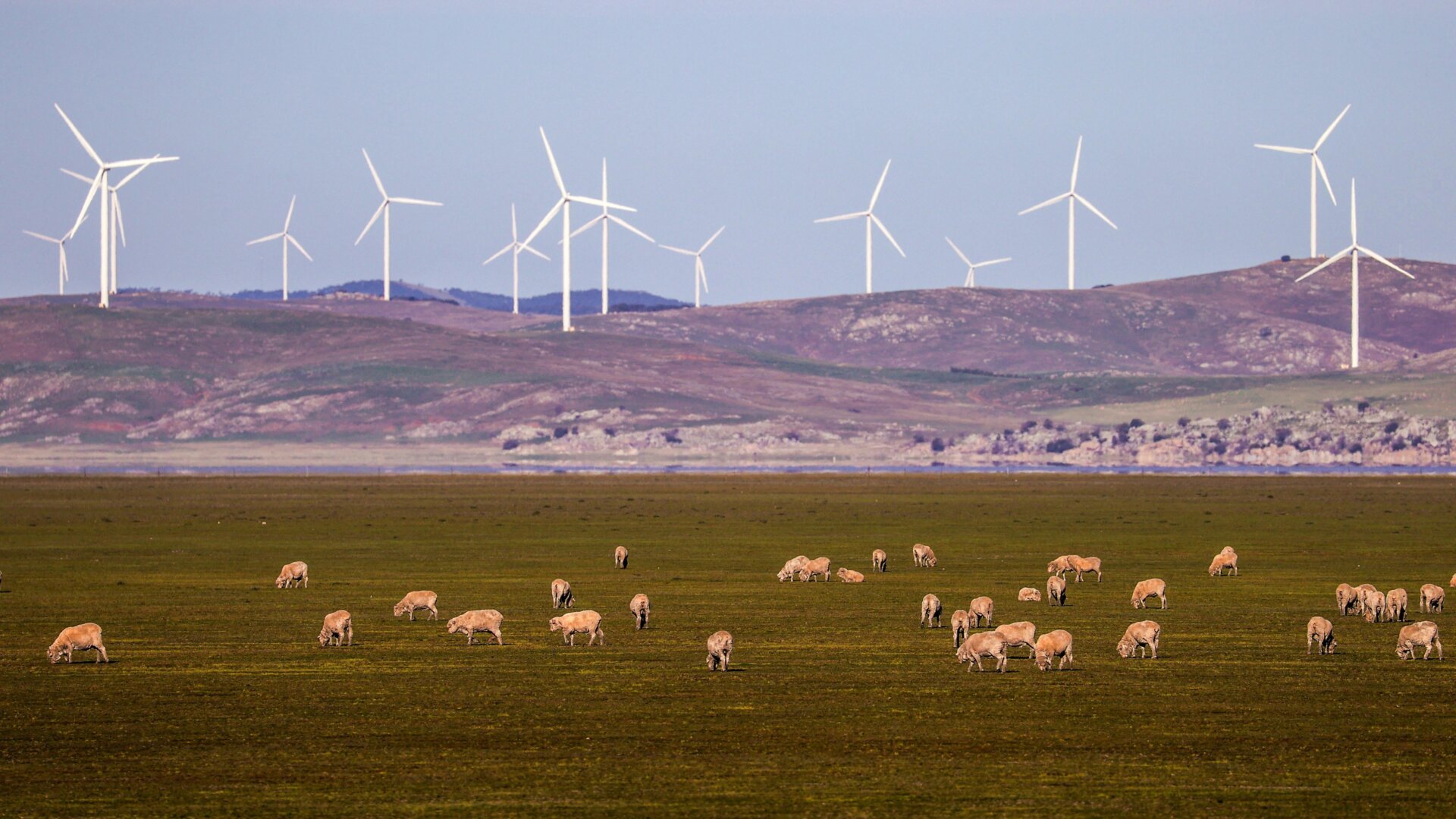 Sheep graze in front of wind turbines on Lake George on the outskirts of Canberra, Australia.