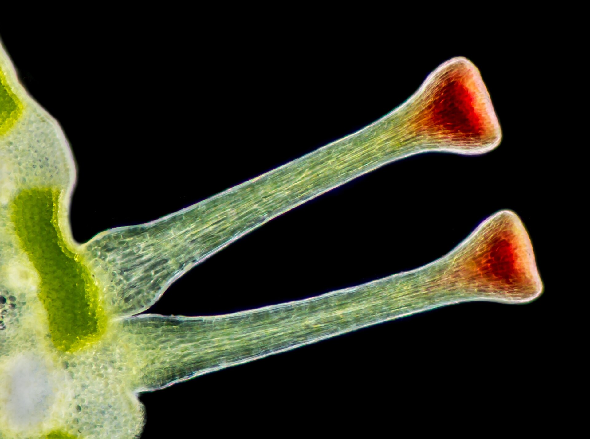 Photo: © Gerd A. Günther | cupoty.com