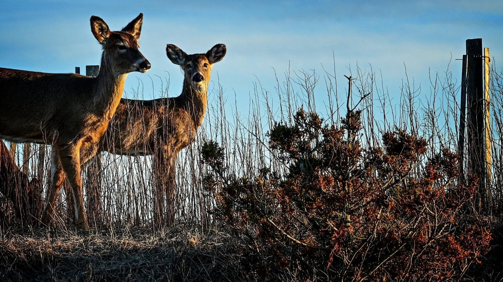Deer graze along the dunes at Robert Moses State Park in Babylon, NY.