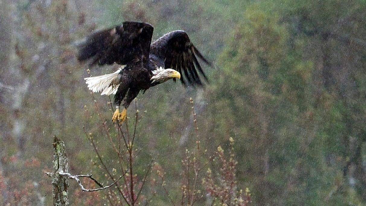 A bald eagle taking flight in Friendship, Maine. 