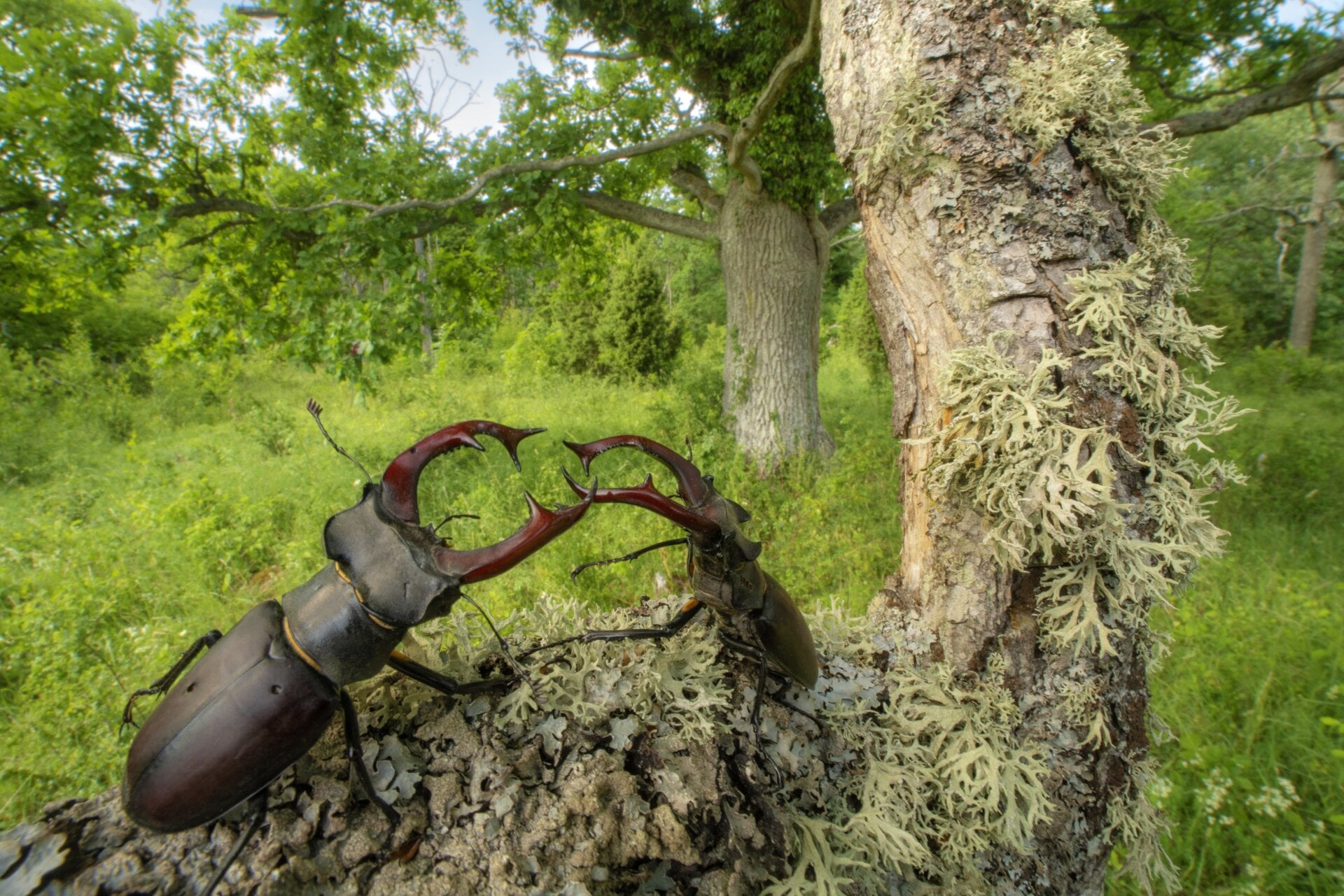 Photo: © Pål Hermansen | cupoty.com