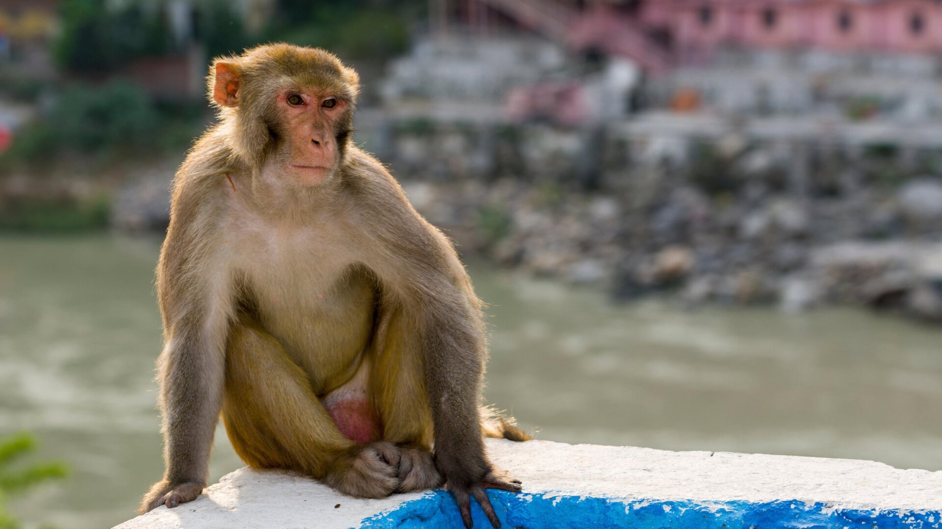  A rhesus monkey (Macaca mulatta).