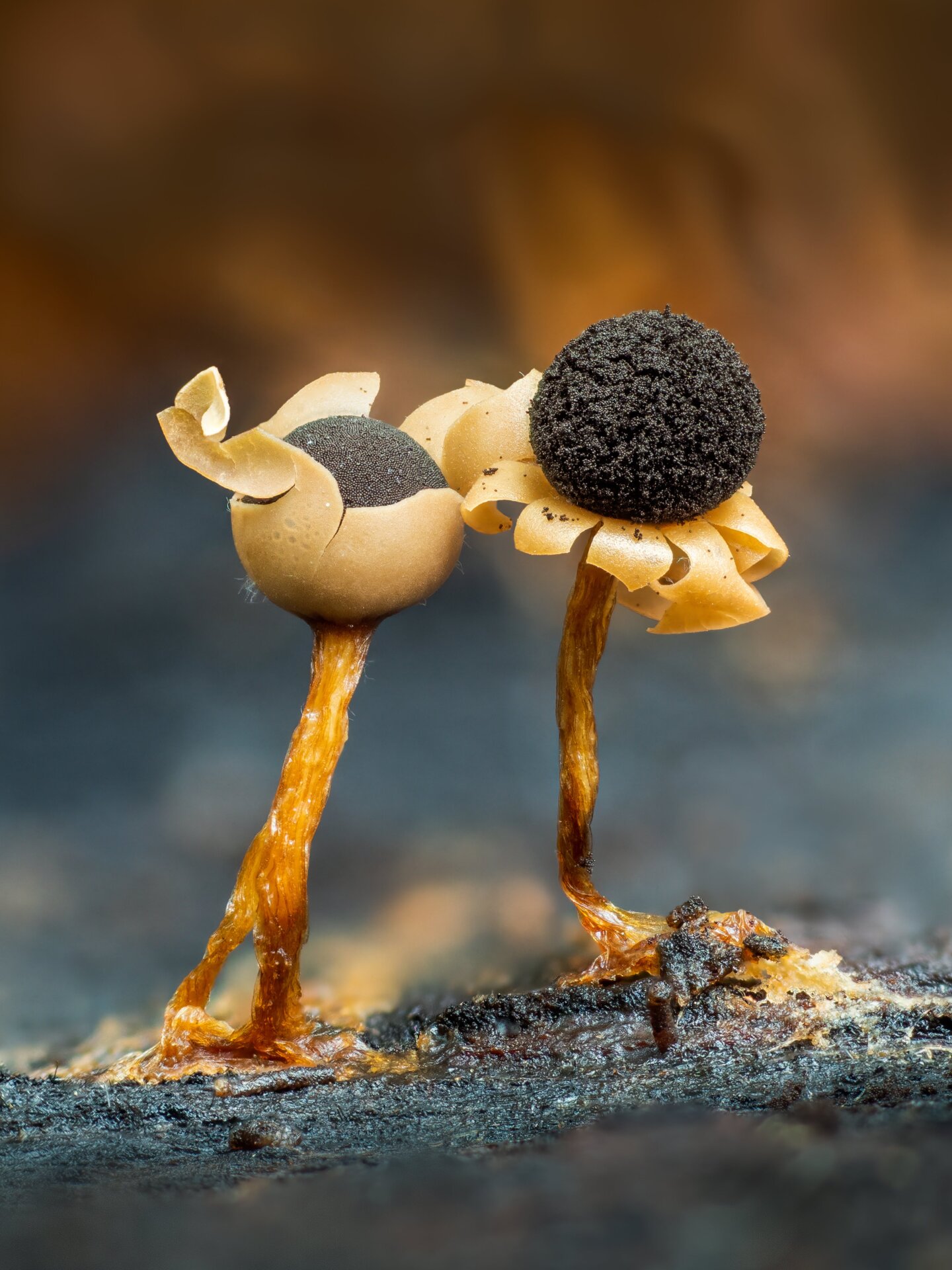 Photo: © Barry Webb | cupoty.com