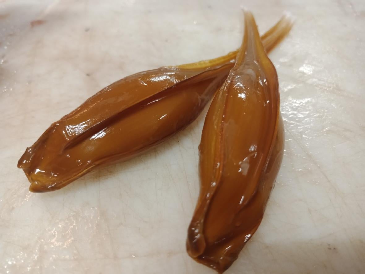 Ghost shark egg capsules. 