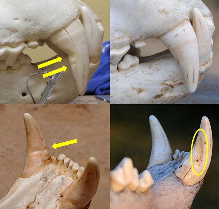 Left top and bottom images show snare damage to teeth. Right top and bottom images show natural tooth wear.