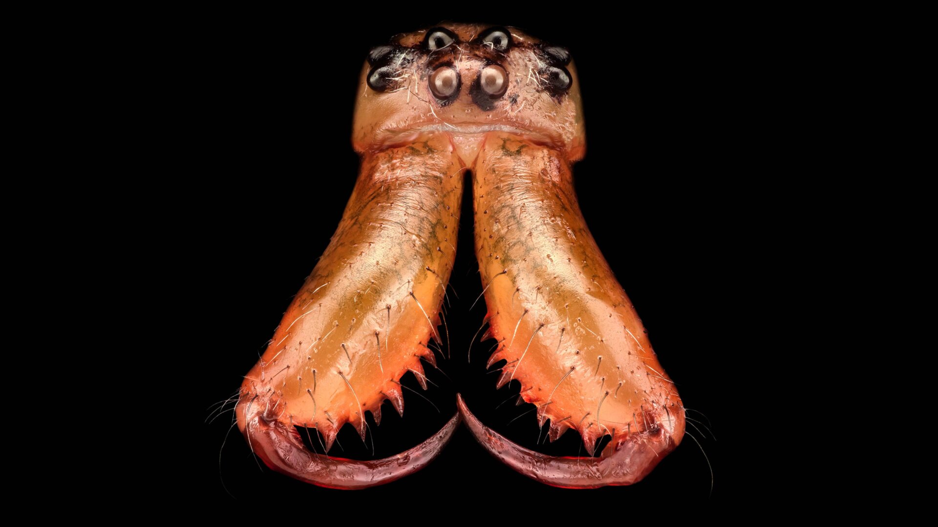 The long mouthparts of a long-jawed spider (Tetragnatha montana).