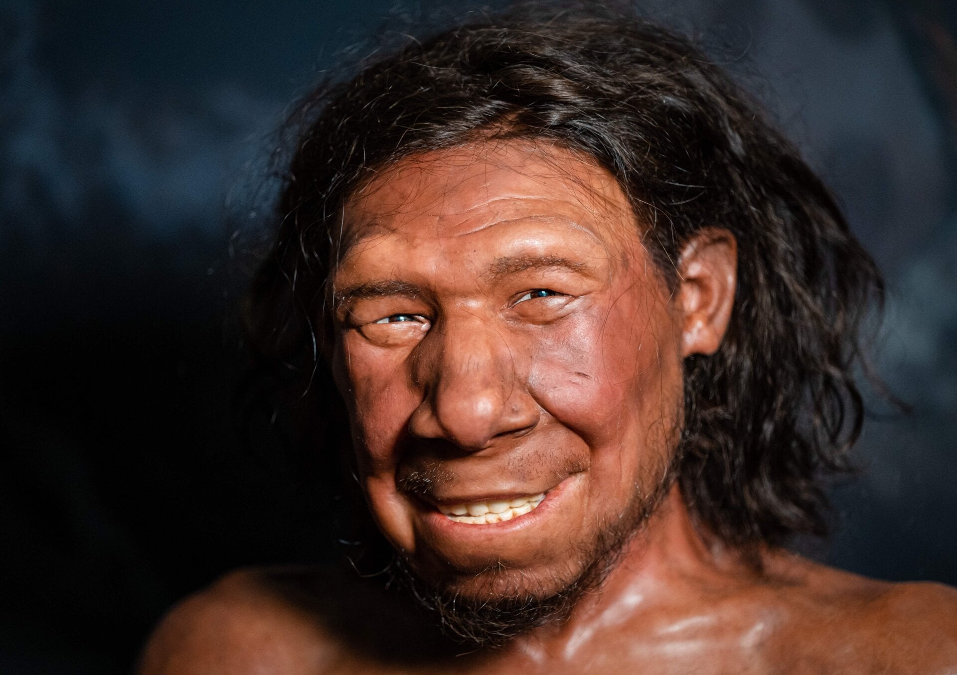 A reconstruction of the face of a Neanderthal at the National Museum of Antiquities in Leiden, Netherlands.