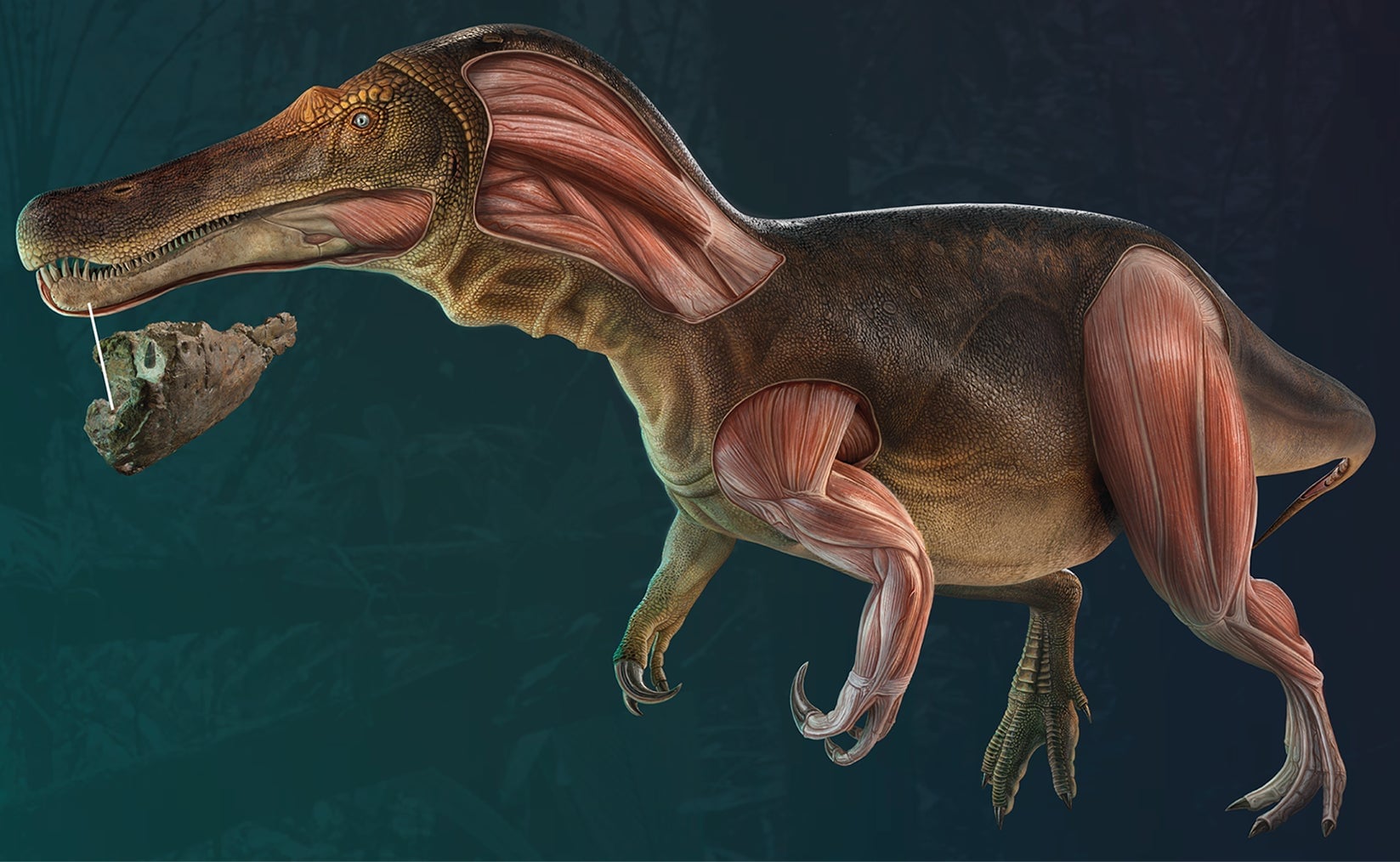 The new research shows that spinosaurs were abundant in Western Europe during the Cretaceous, and that it was in this part of the world where they emerged—possibly during the Jurassic. 
