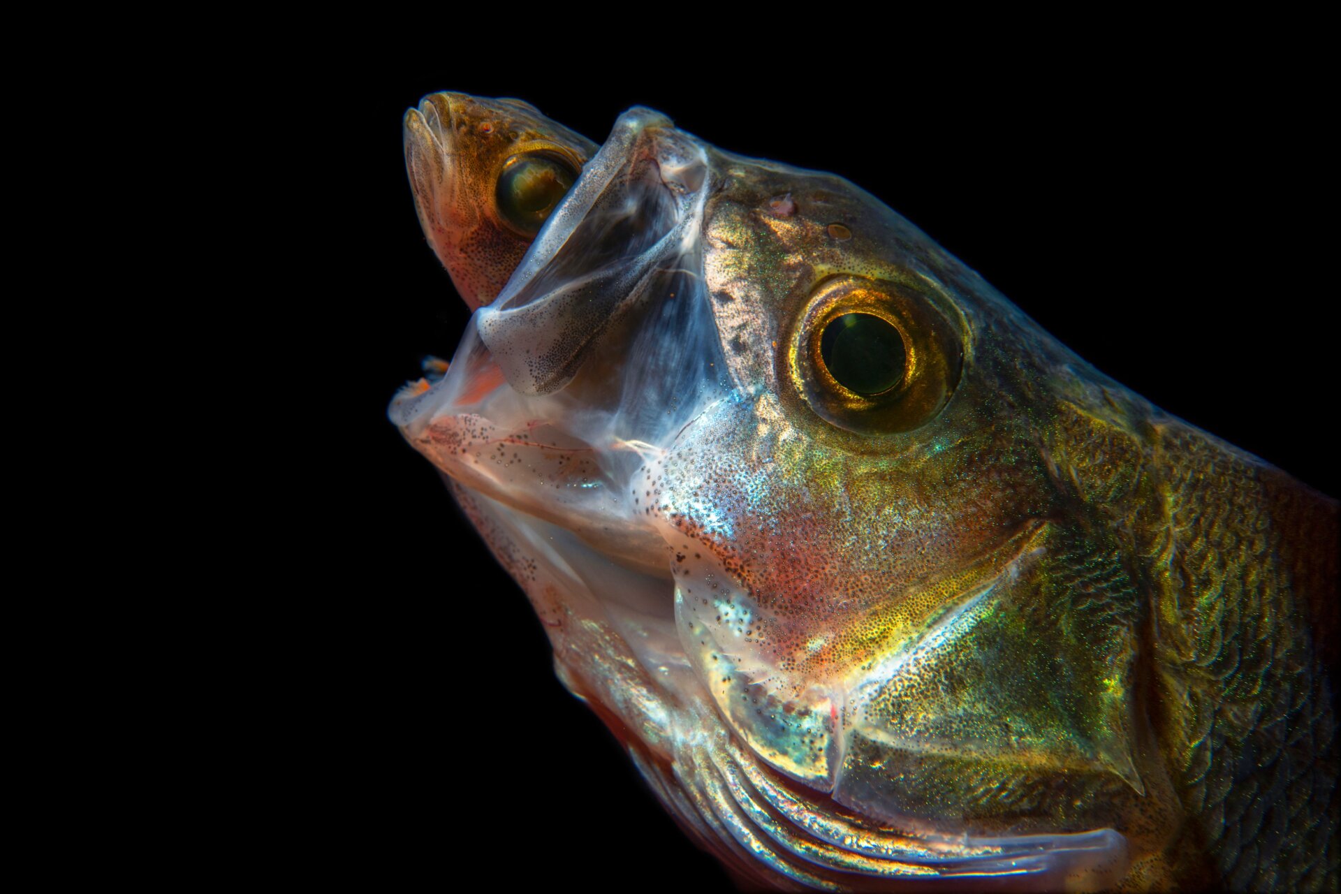 Photo: © Luc Rooman | cupoty.com