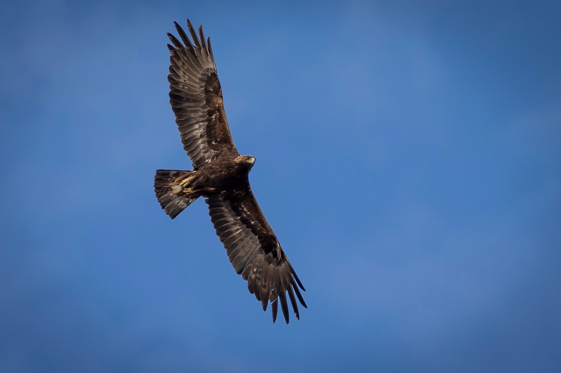 A golden eagle soaring over Utah. 