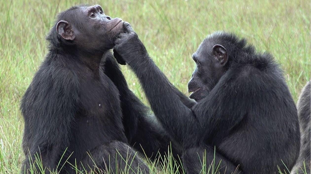 A chimpanzee female, Roxy, applies an insect to a wound on the face of an adult chimpanzee male named Thea.