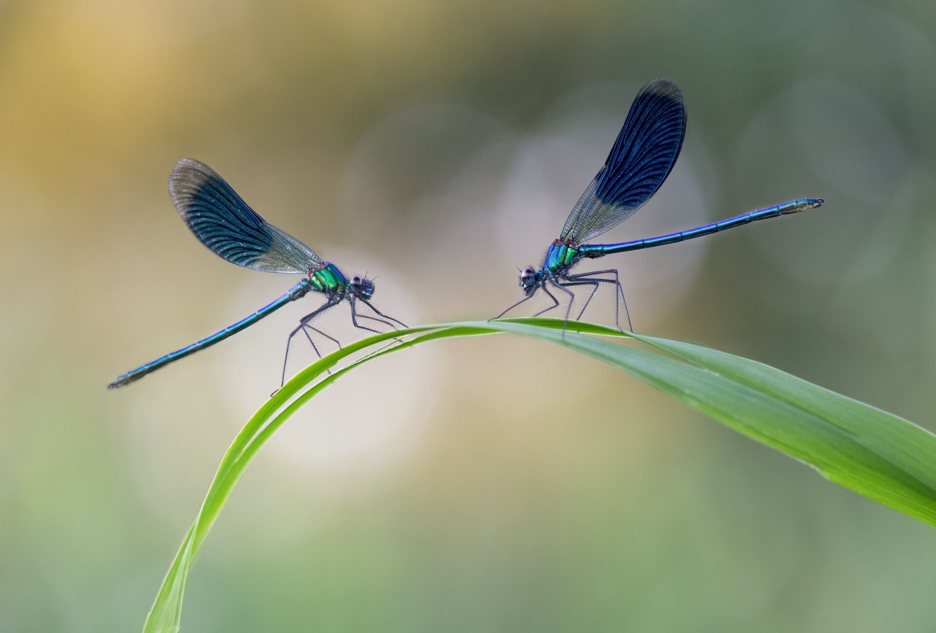 Photo: © Roelof de Hoog | cupoty.com