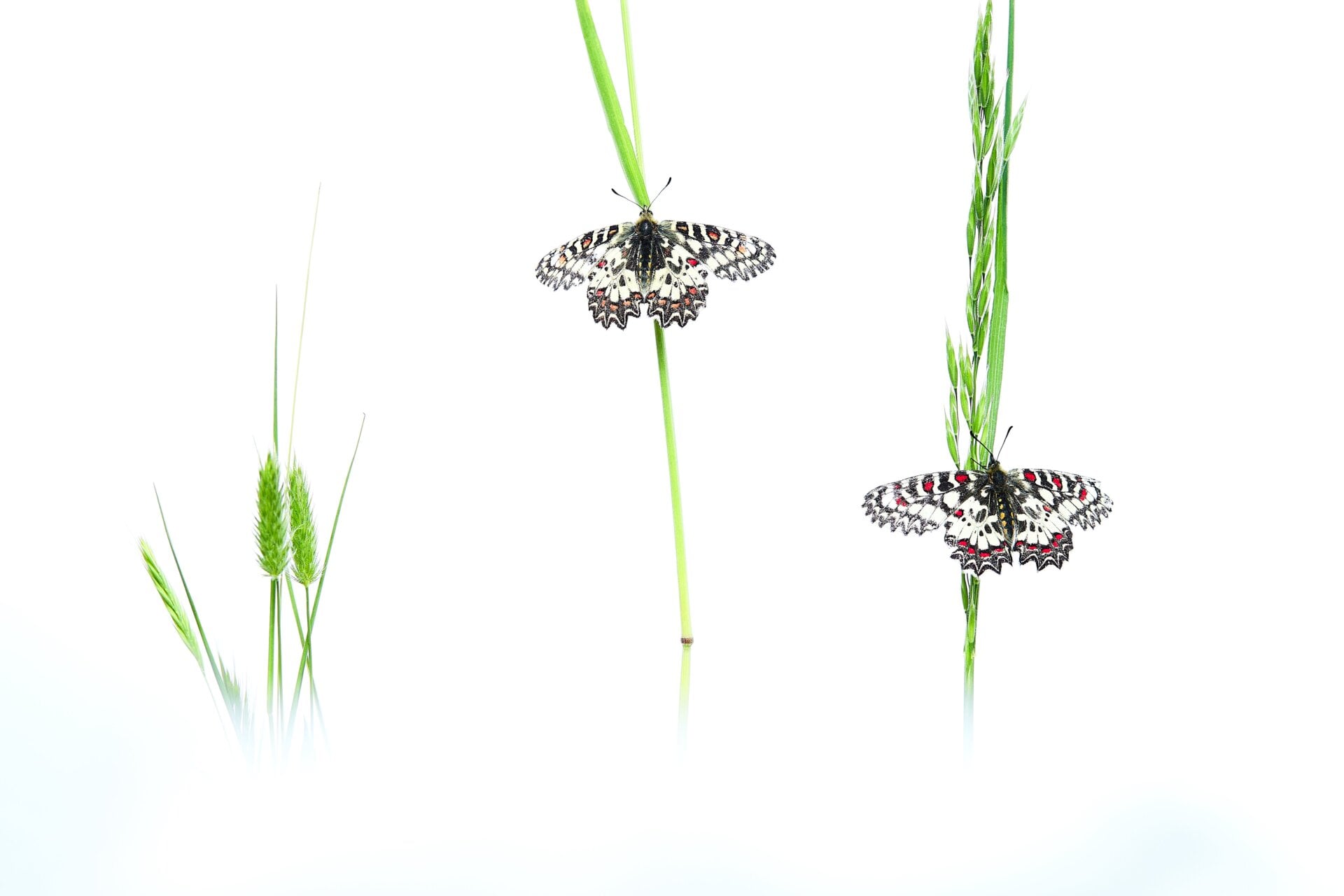 Photo: © Javier Lafuente | cupoty.com