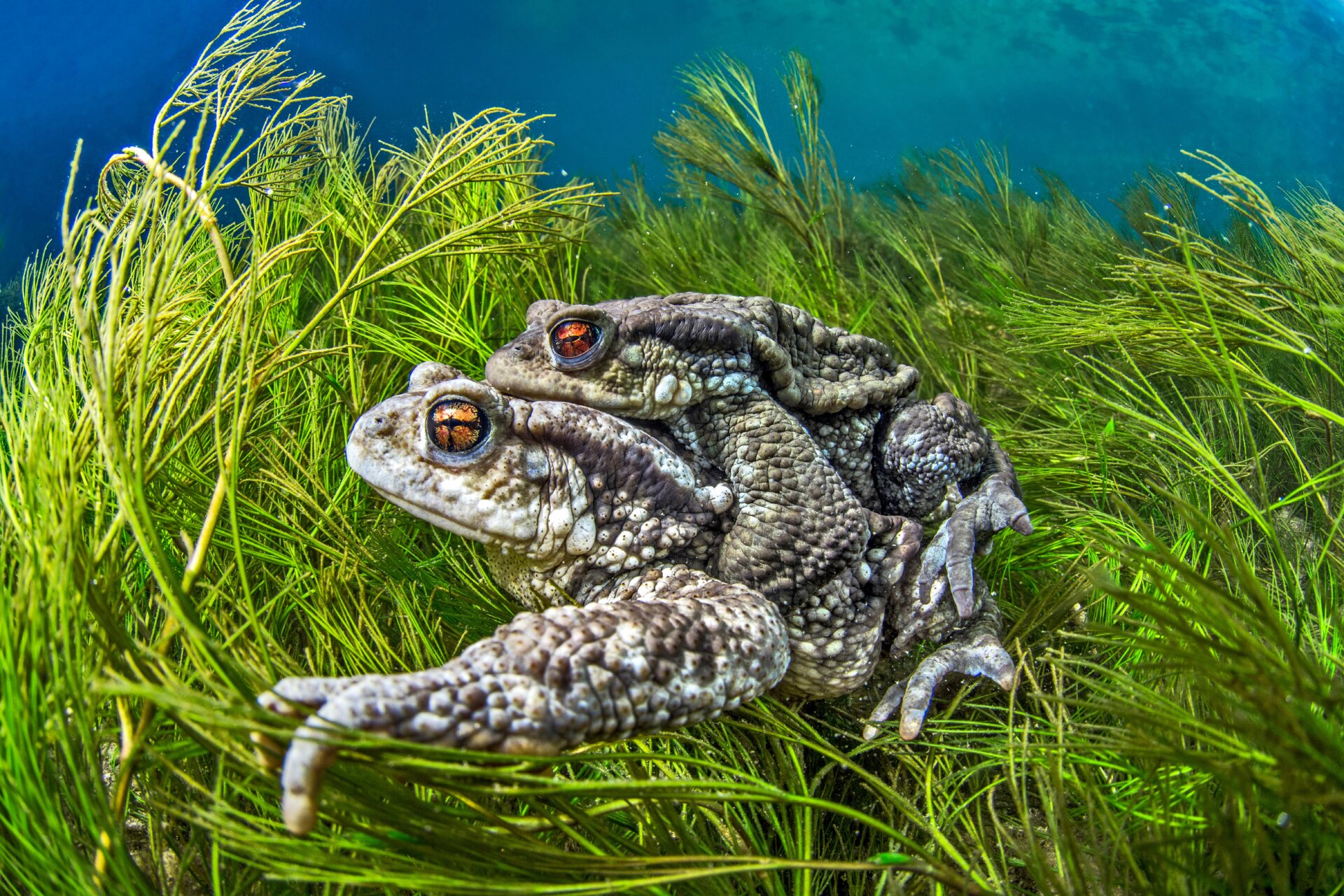 Photo: © Mathieu Foulquié | cupoty.com