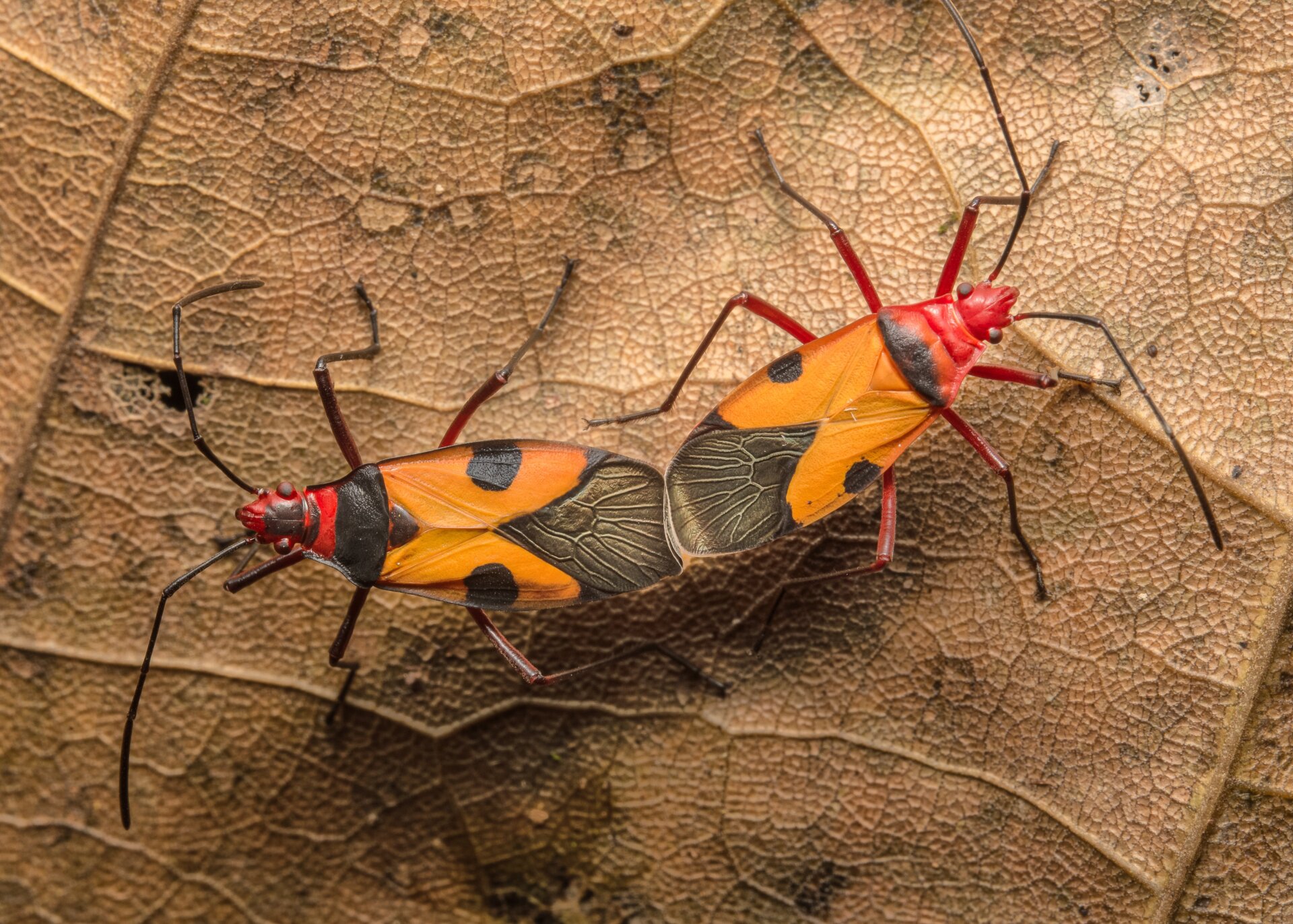 Photo: © Hugo Camacho | cupoty.com