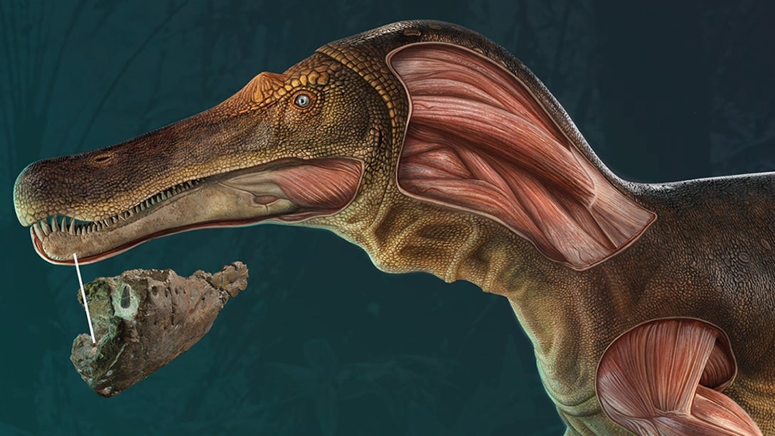 Reconstructed view of the newly described spinosaur, showing a recovered bone and inferred musculature.