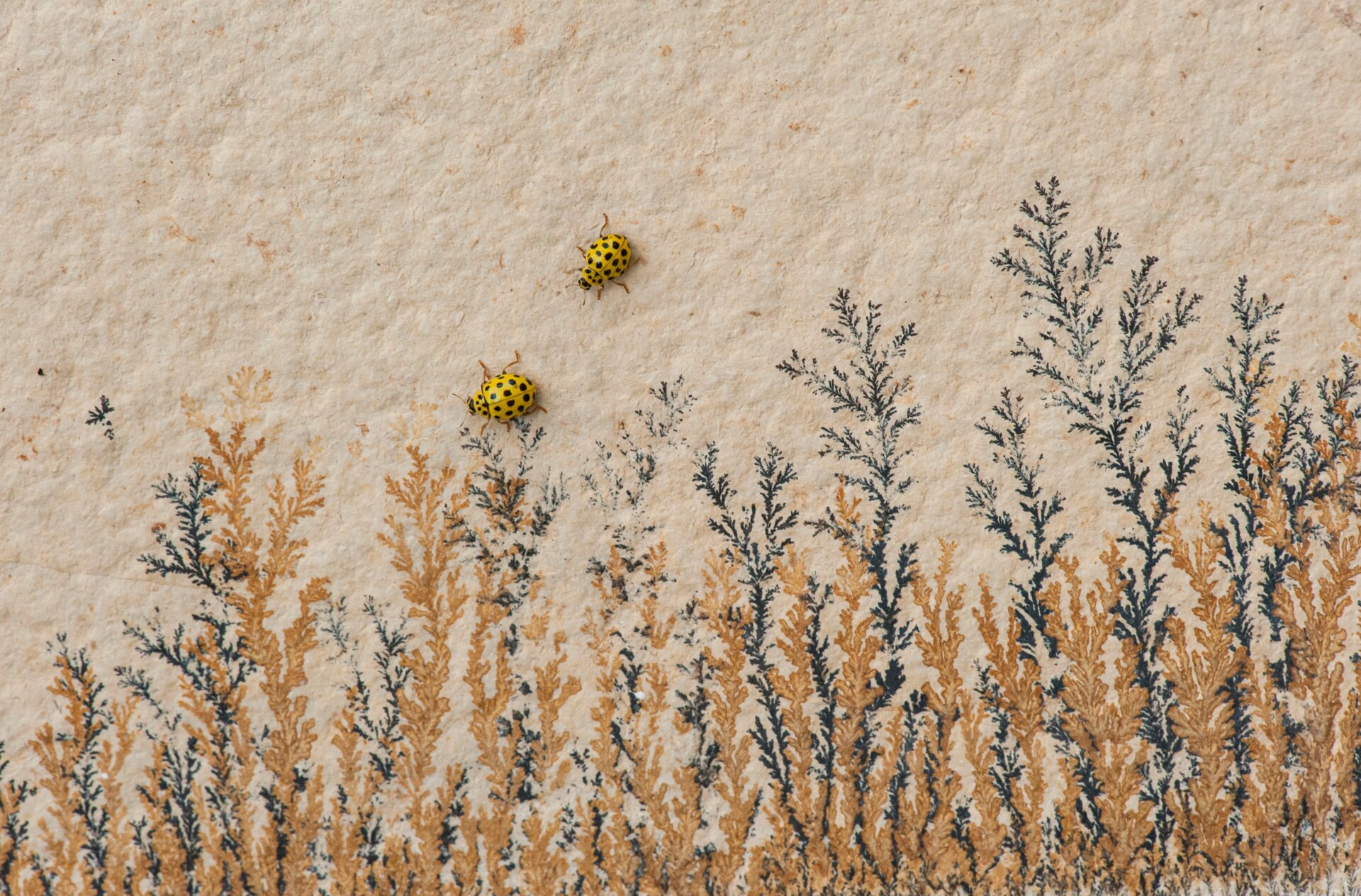 Photo: © Carlos Pérez Naval | cupoty.com