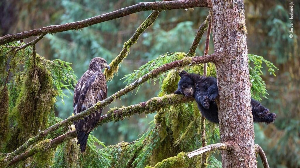 Photo: Jeroen Hoekendijk/Wildlife Photographer of the Year