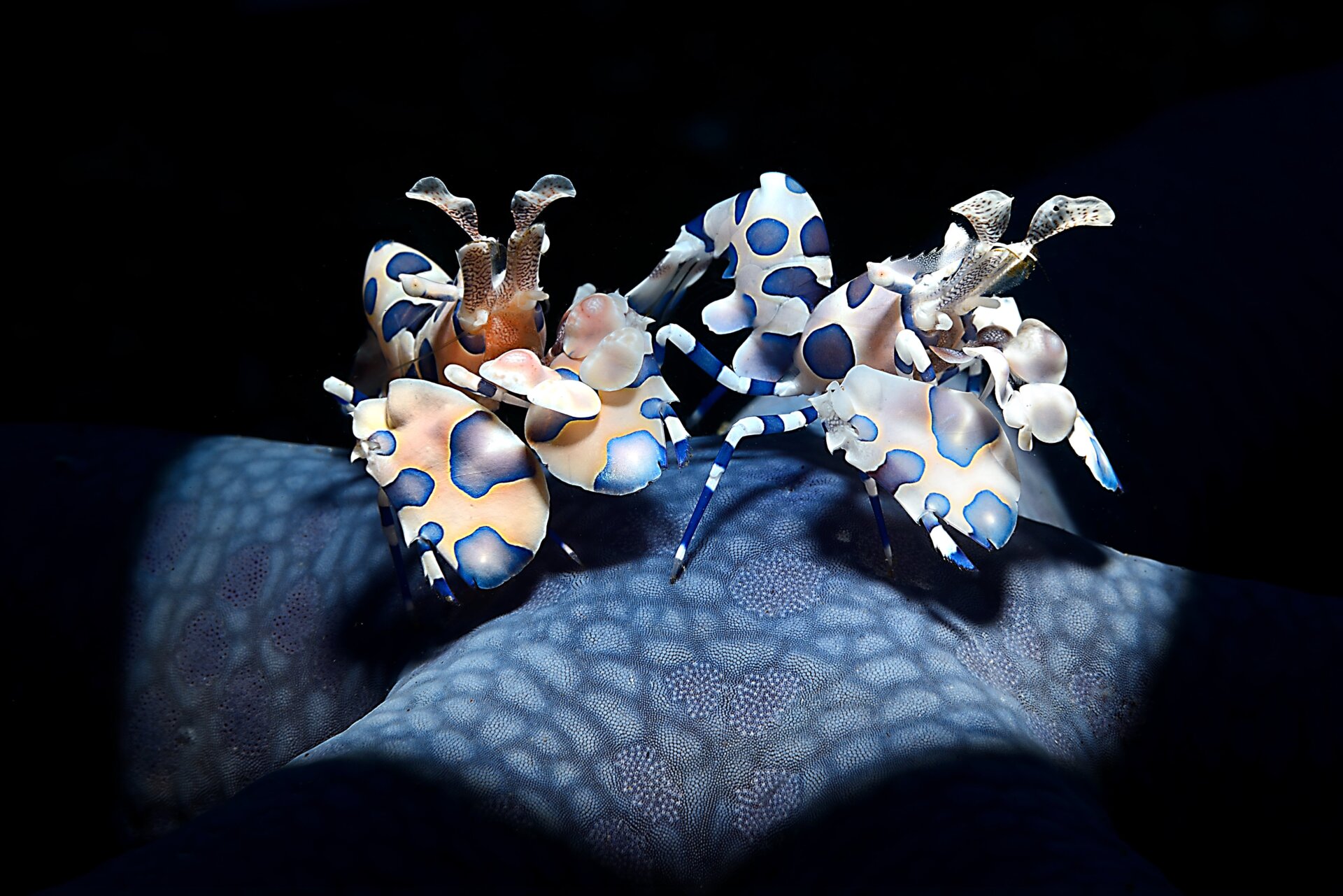 Photo: © Adriano Morettin | cupoty.com