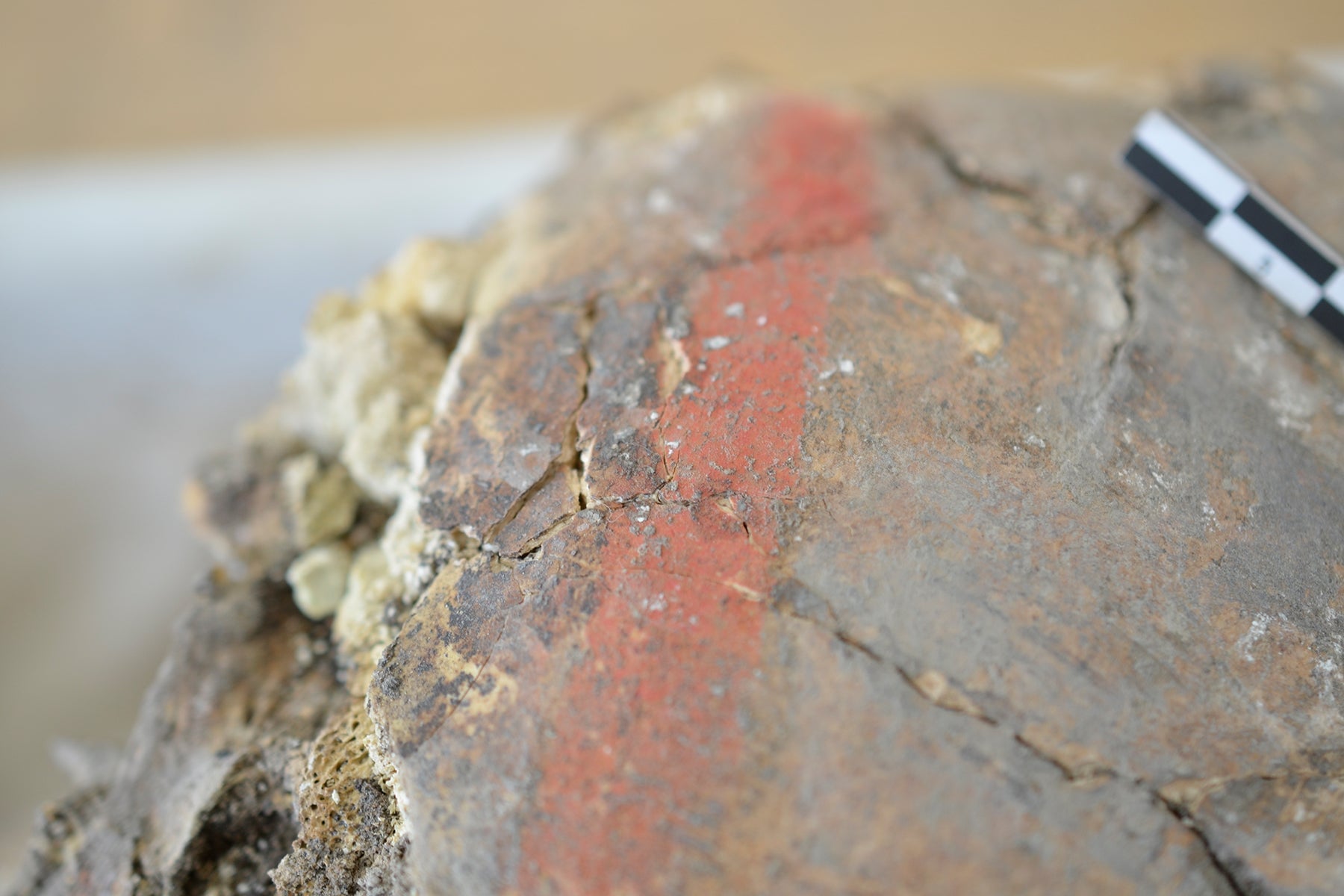 A close-up view of the cinnabar strip on the male individual’s skull. 