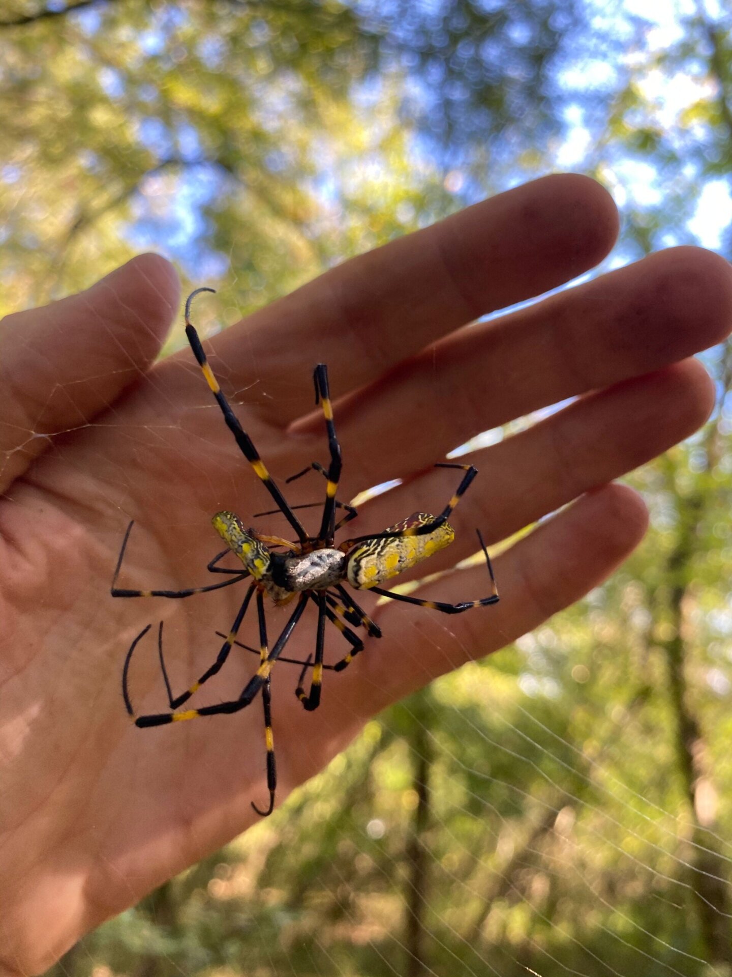 A Joro spider next to human hand for comparison.