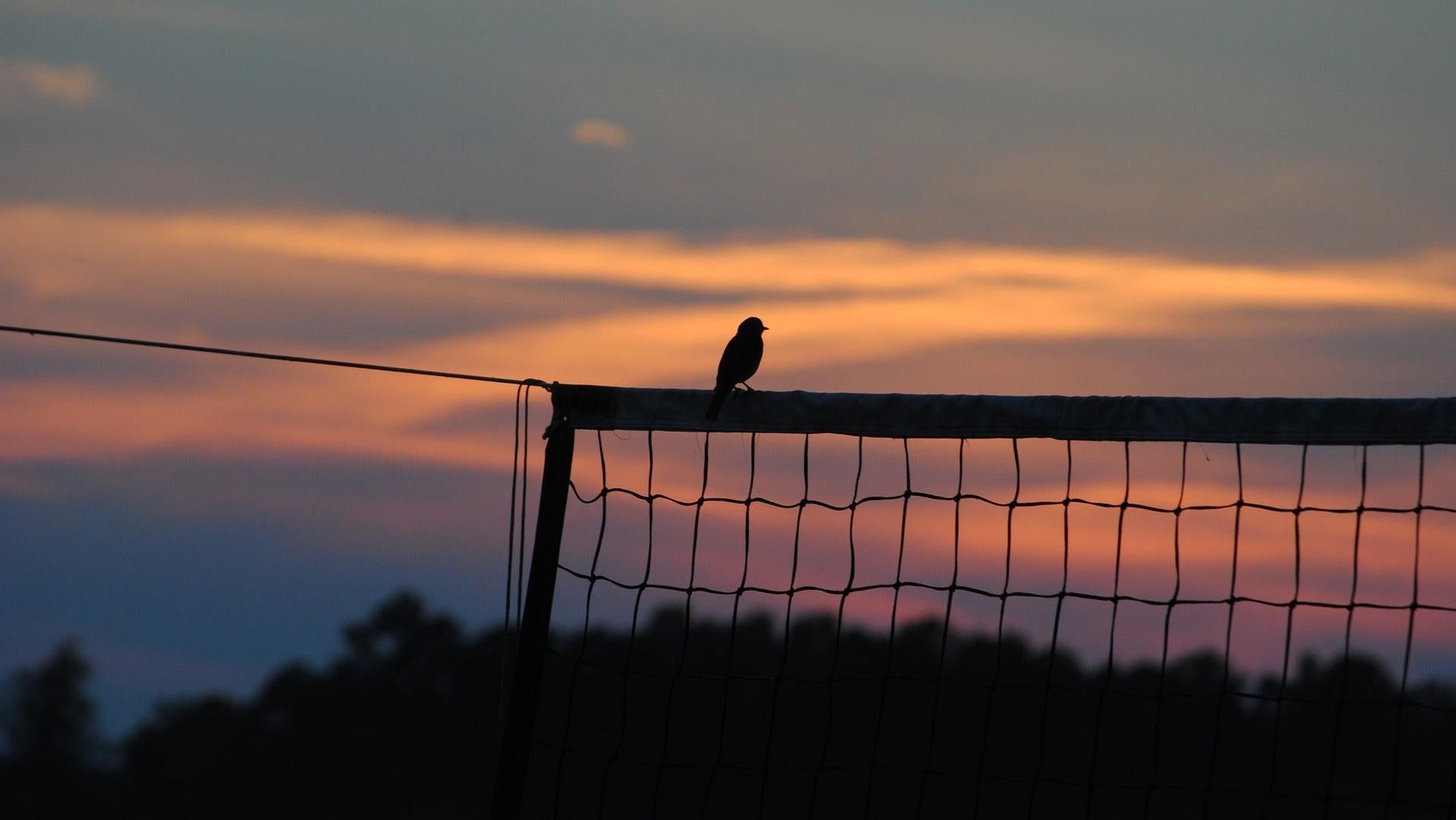 Image: Kevin Thien Vu Long Nguyen